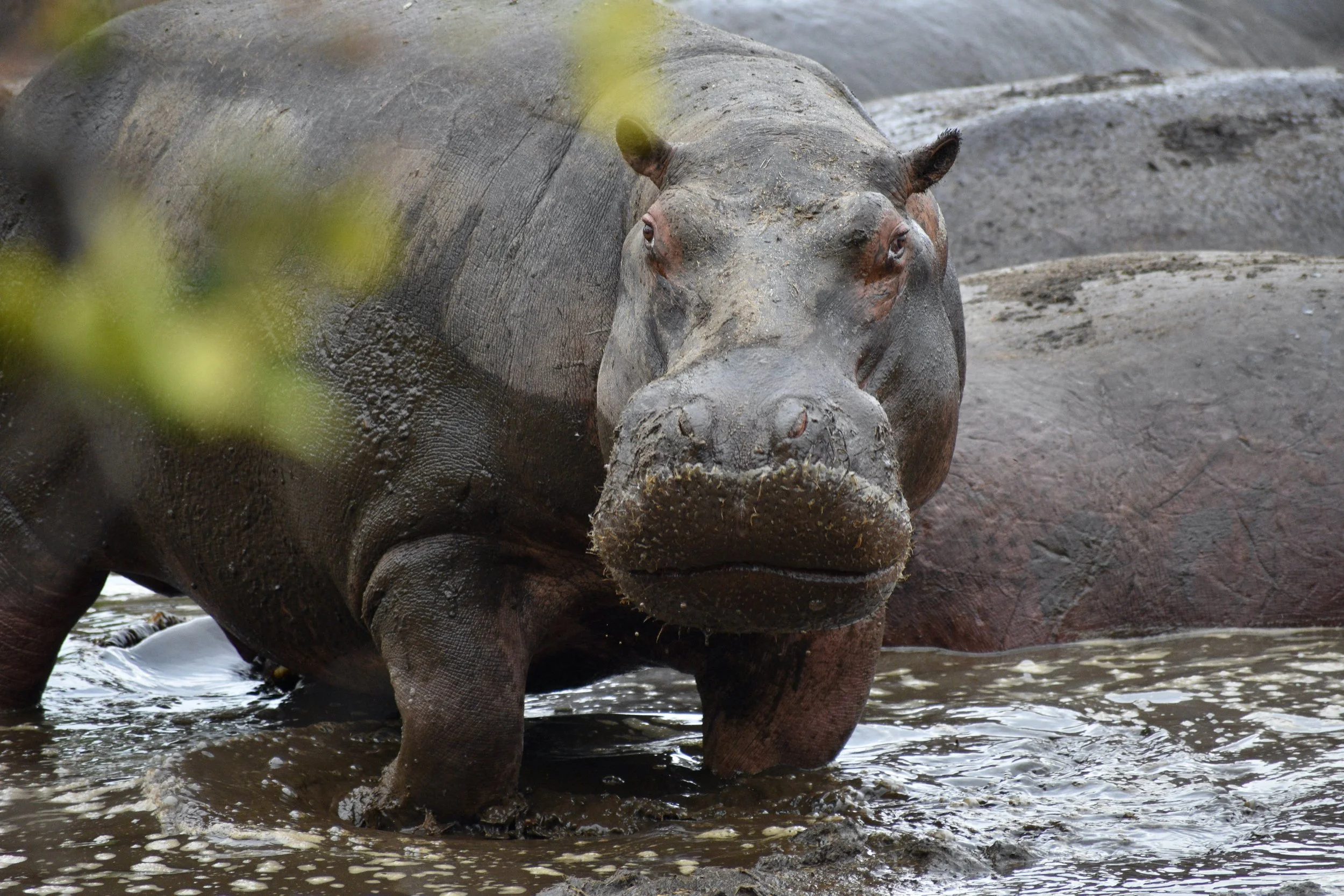 A hippopotamus standing in water, facing forward, with mud on its skin and partially obscured by a blurred branch in the foreground.