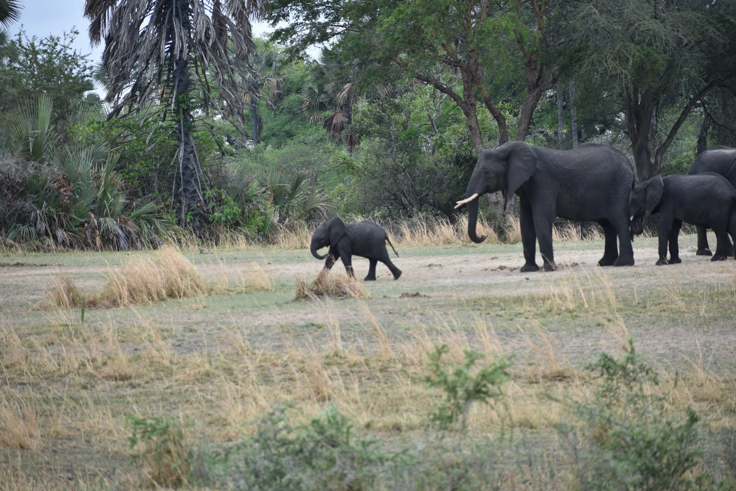 A herd of elephants standing and walking on a grassy plain near trees and bushes in a natural landscape.