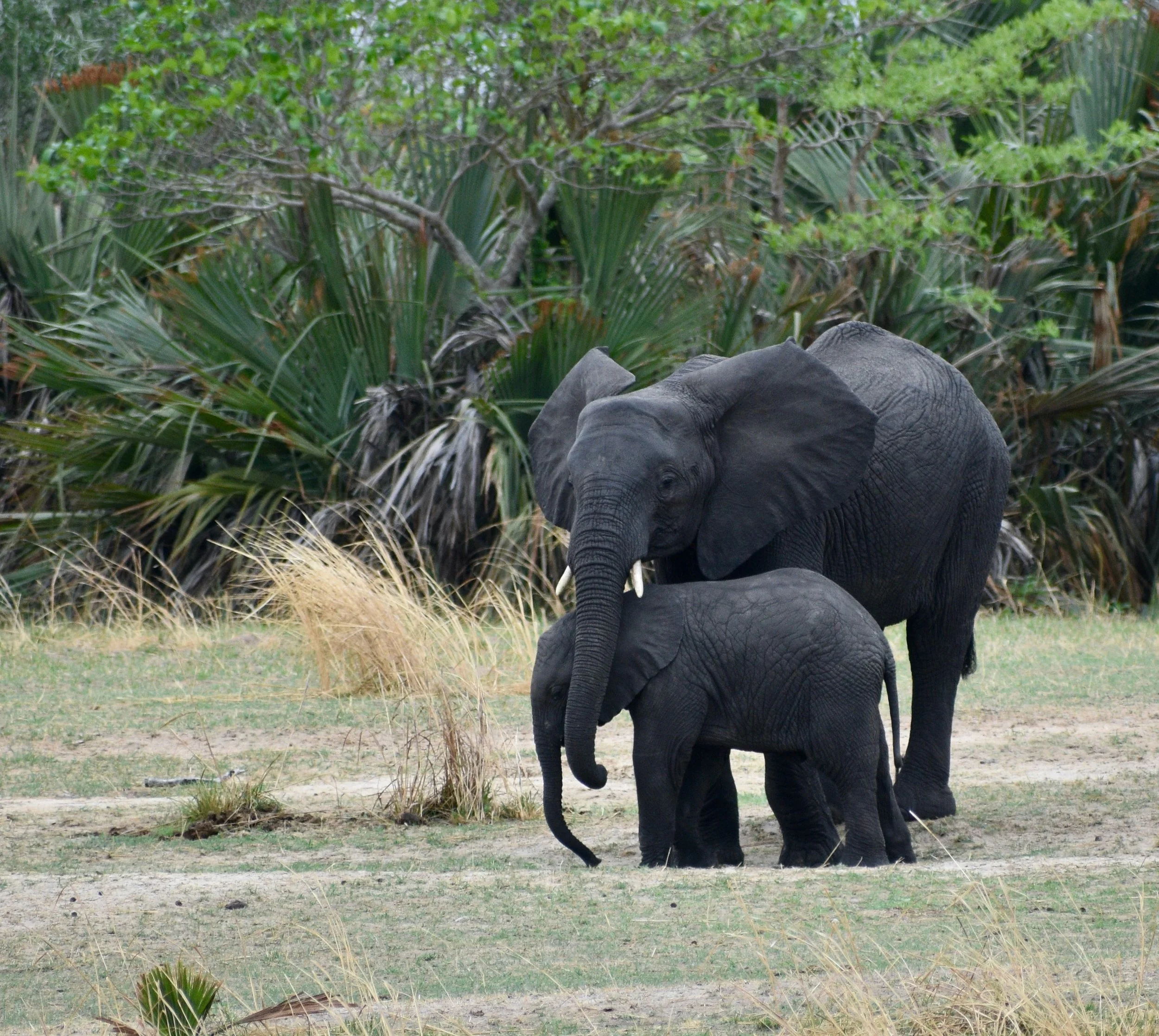 Two elephants, a larger adult and a smaller calf, standing on the grassy ground with green plants and bushes in the background.