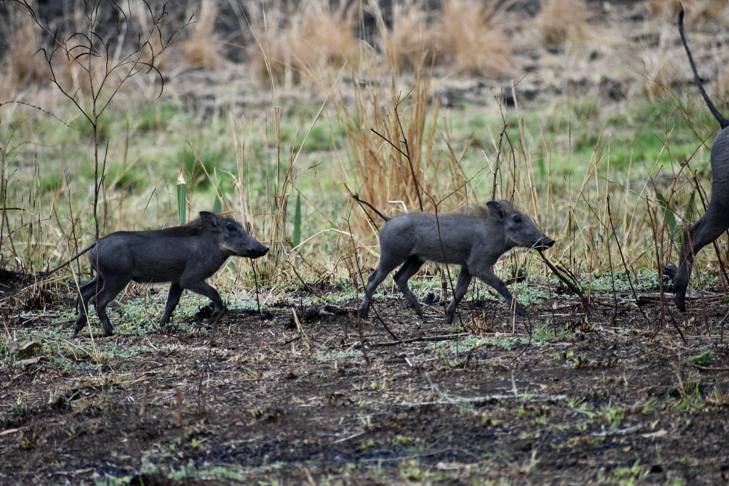 Three wild boars walking through a grassy and muddy field with dried plants in the background.