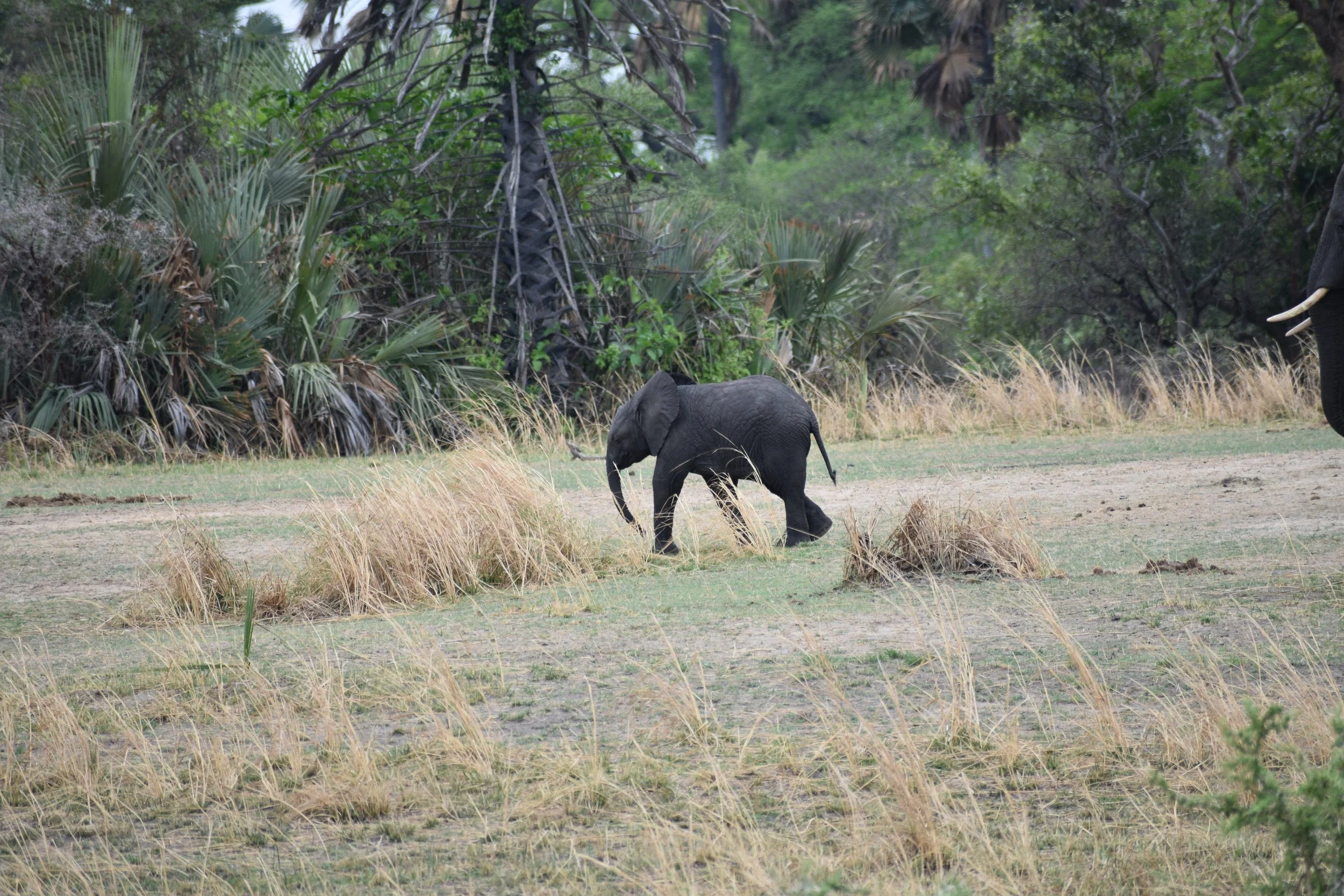 A baby elephant walking through a grassy area with trees and bushes in the background.