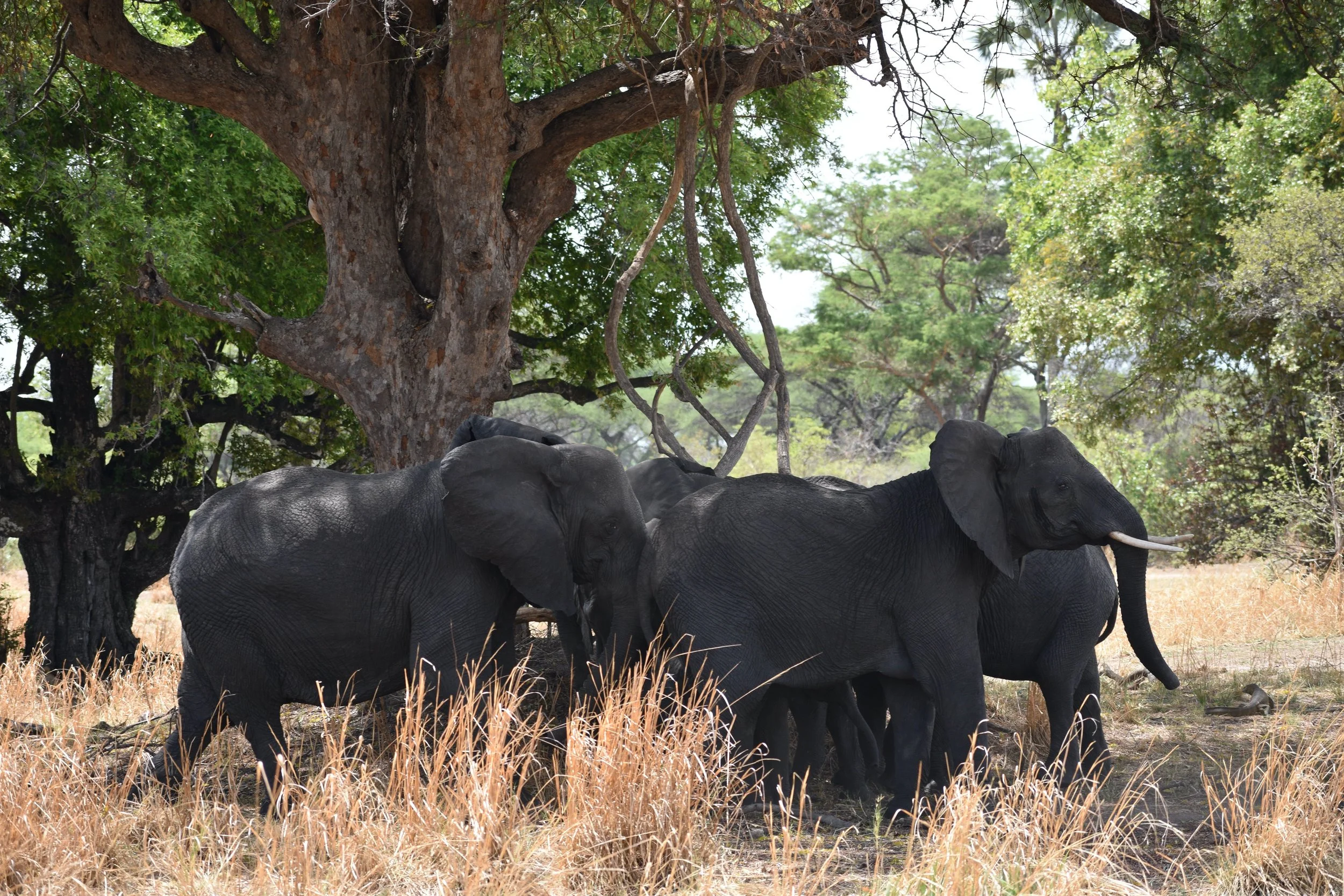 A group of four elephants standing under a large tree in a dry grassy landscape.