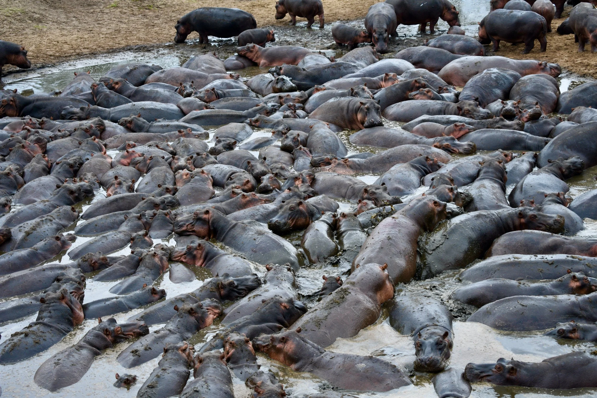 A large group of hippos crowded together in a muddy waterhole.
