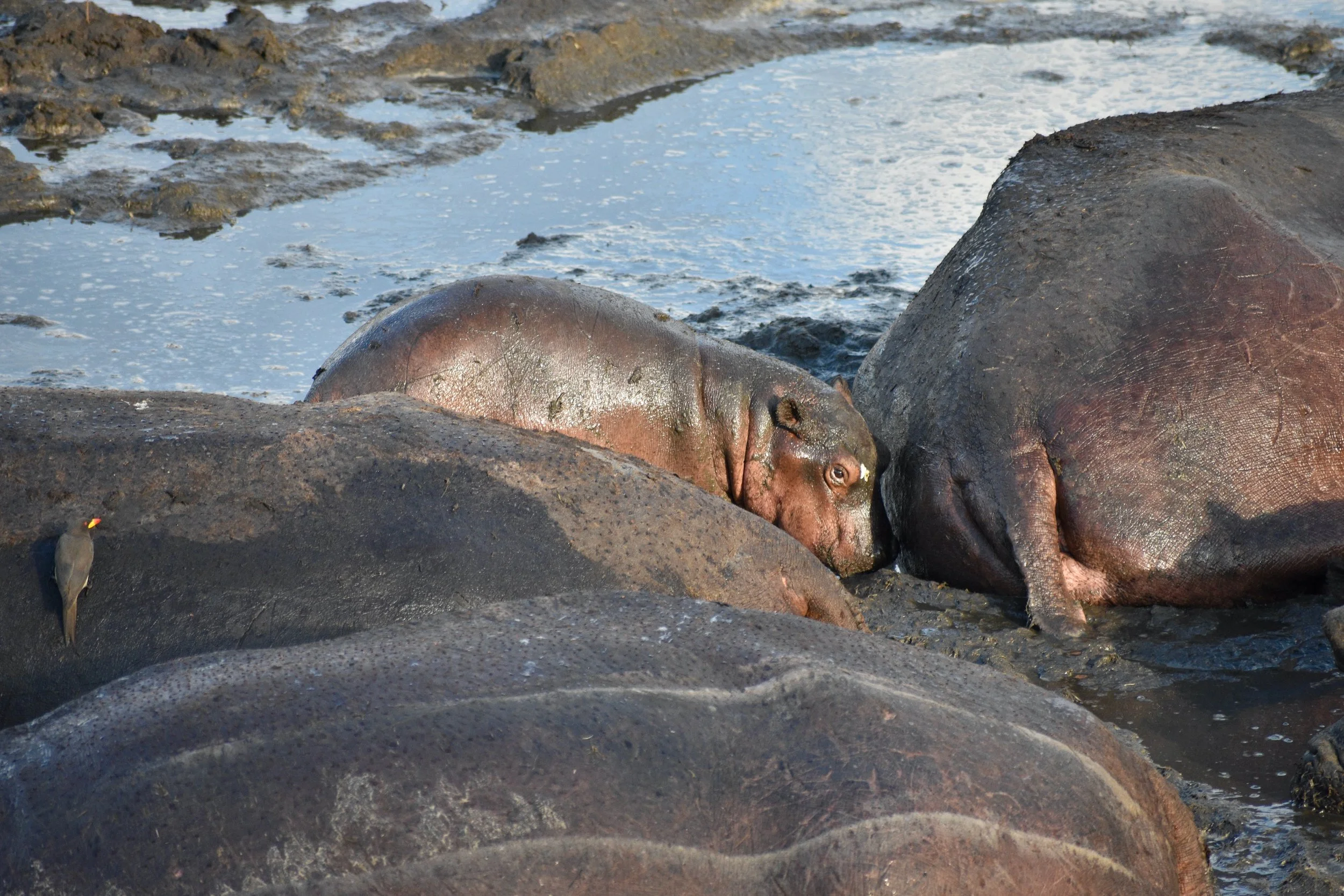 A hippopotamus resting on rocks near water with a small bird perched on a rock nearby.
