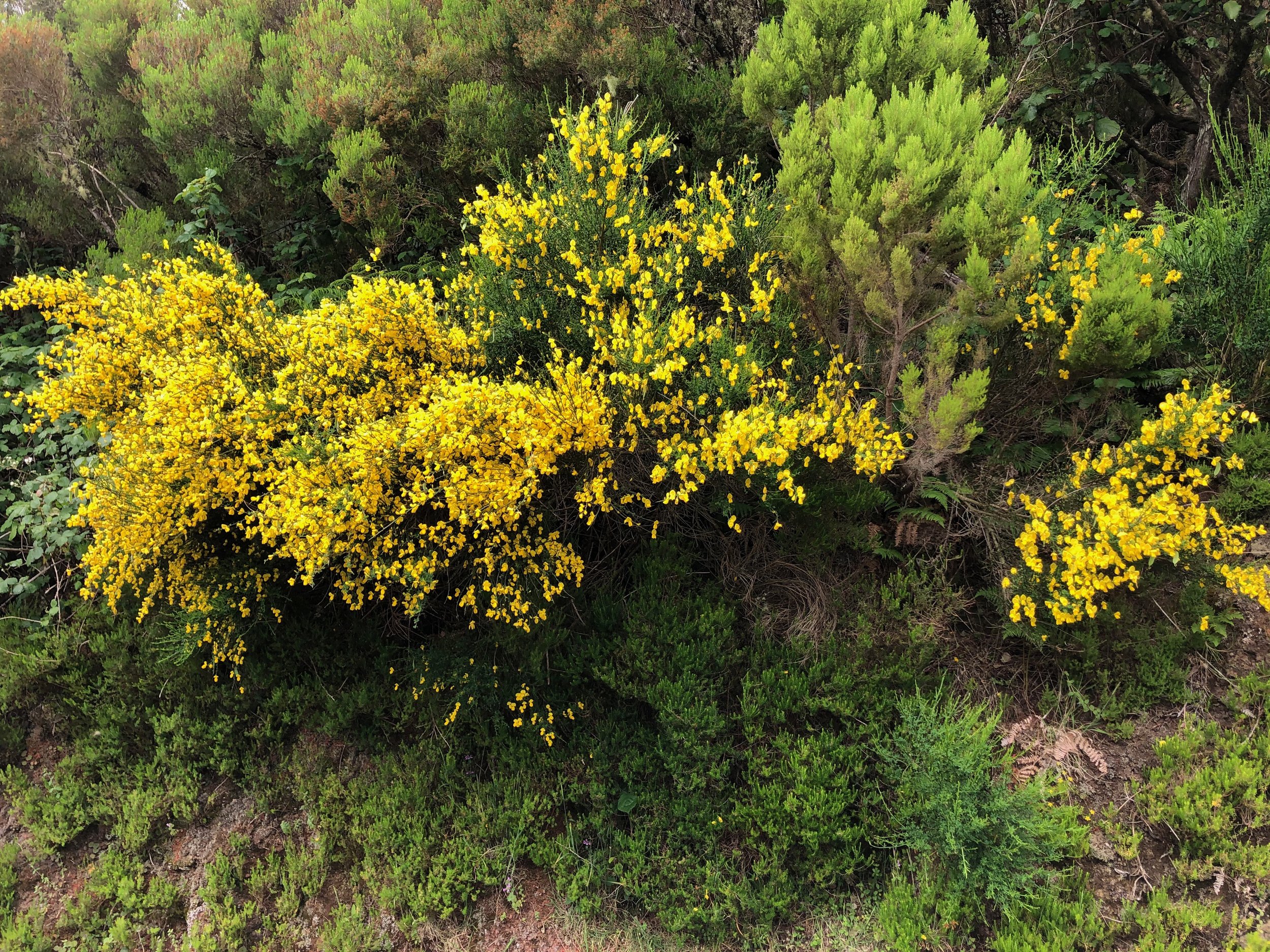 Yellow flowering gorse bushes with green foliage in a natural outdoor setting.