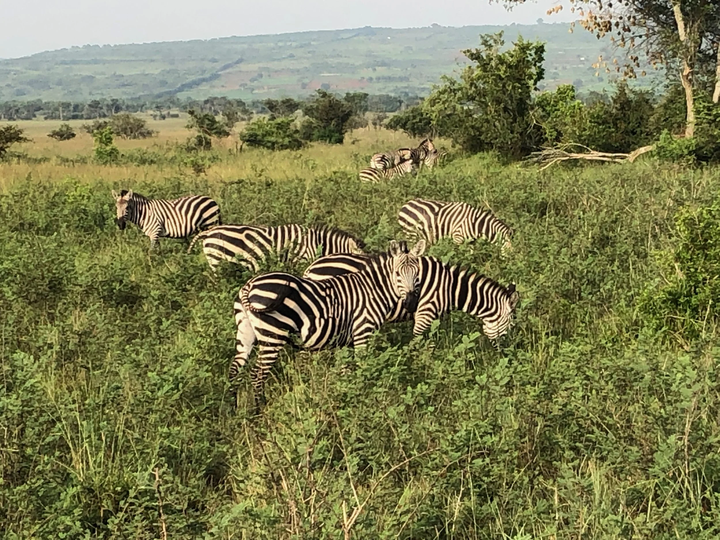 A group of zebras grazing in a grassy plain with hills and trees in the background.