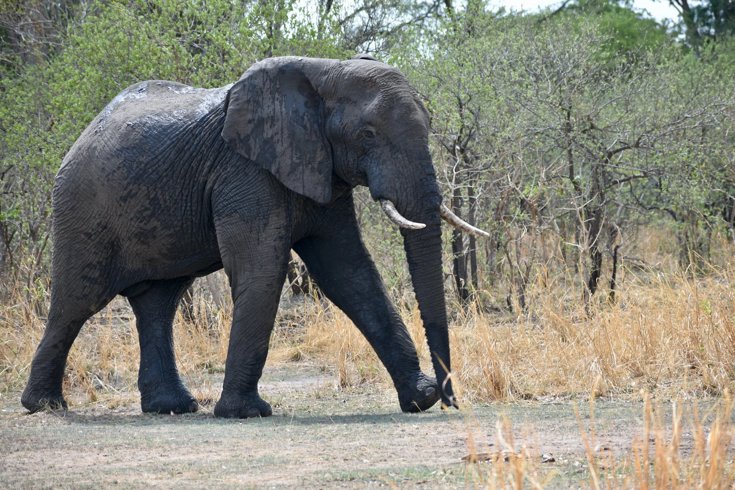 A large adult elephant walking through a dry, grassy area with green trees in the background.