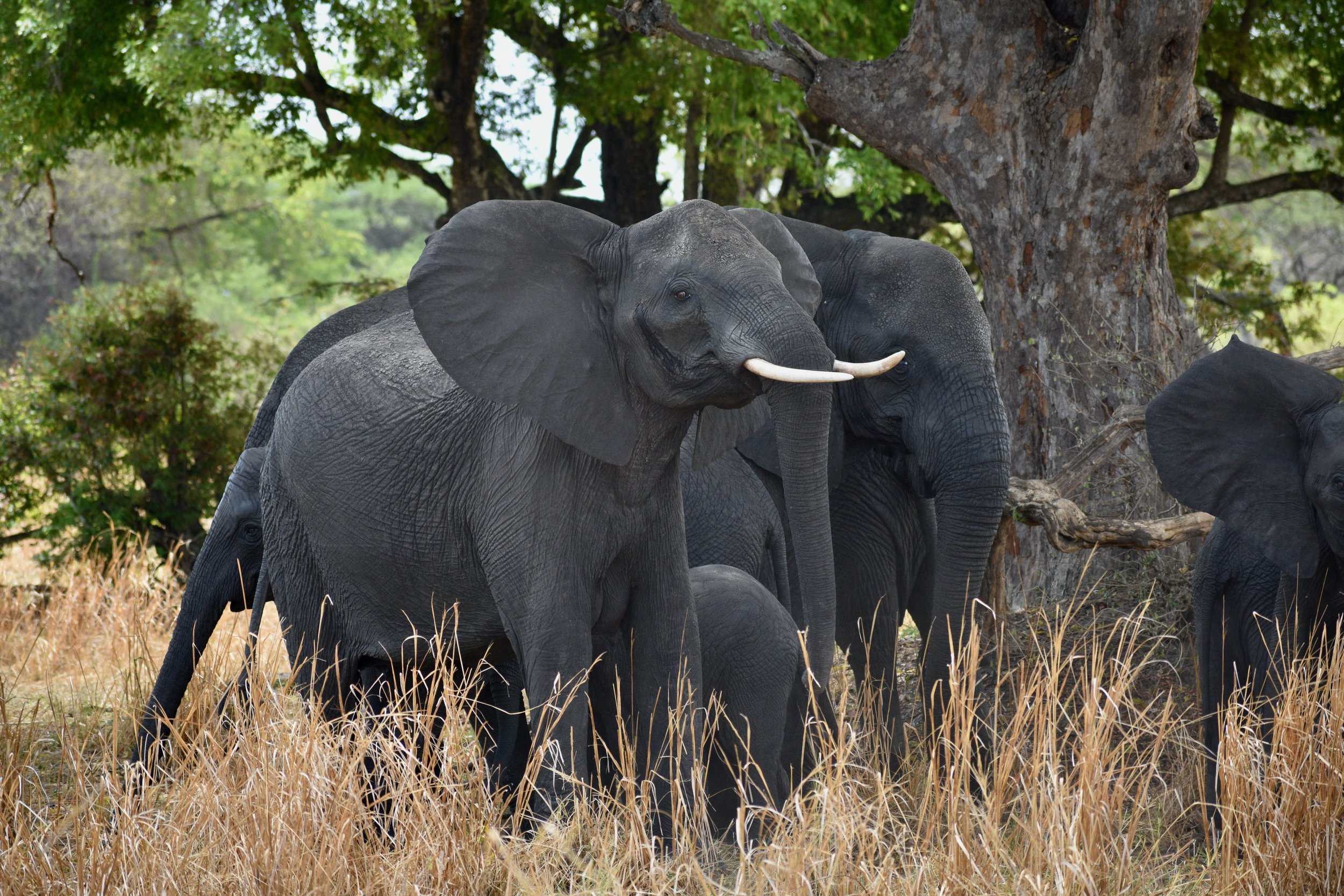 Group of elephants in a natural setting with trees and dry grass.