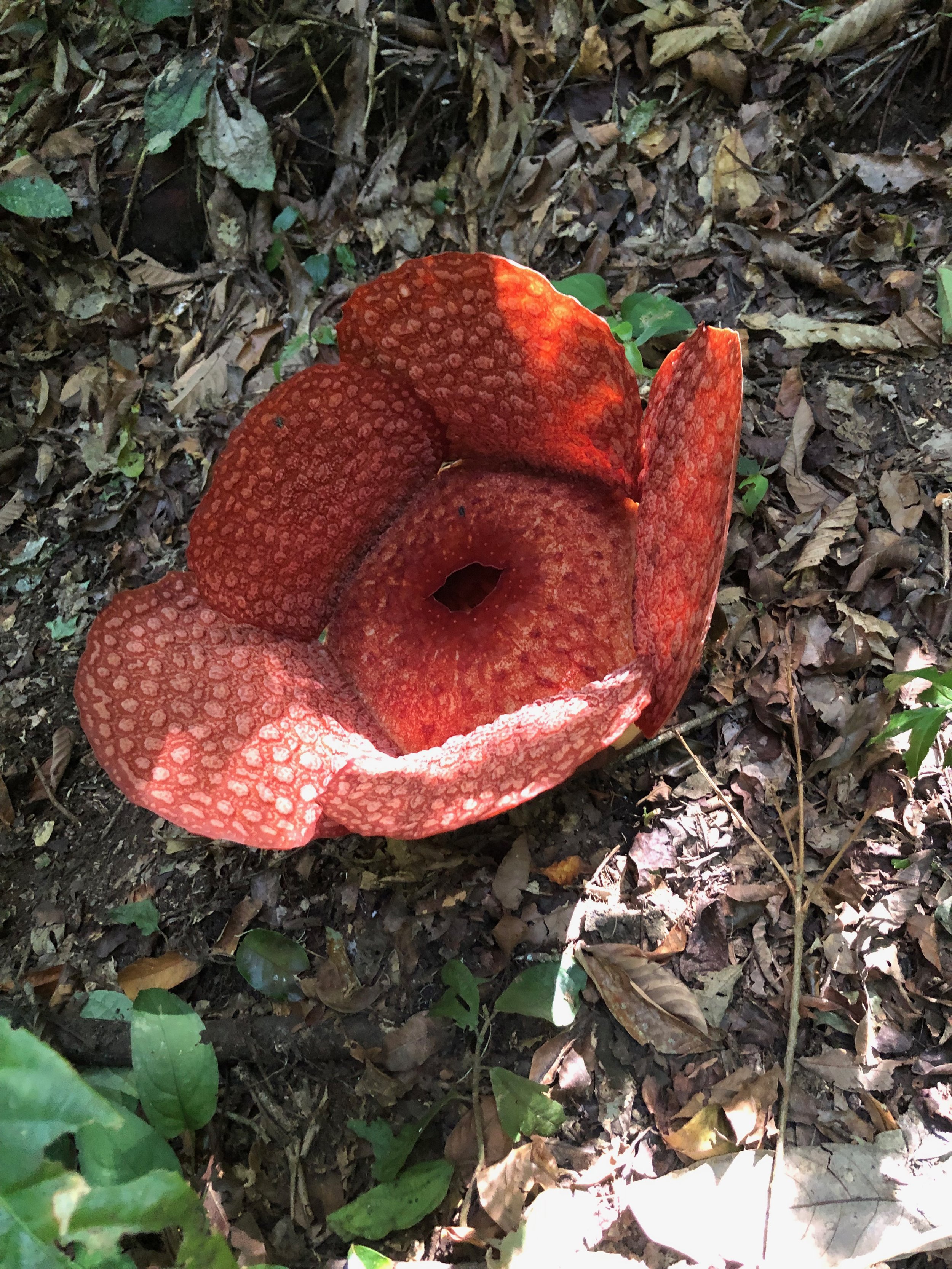 Rafflesia flower in a forest setting