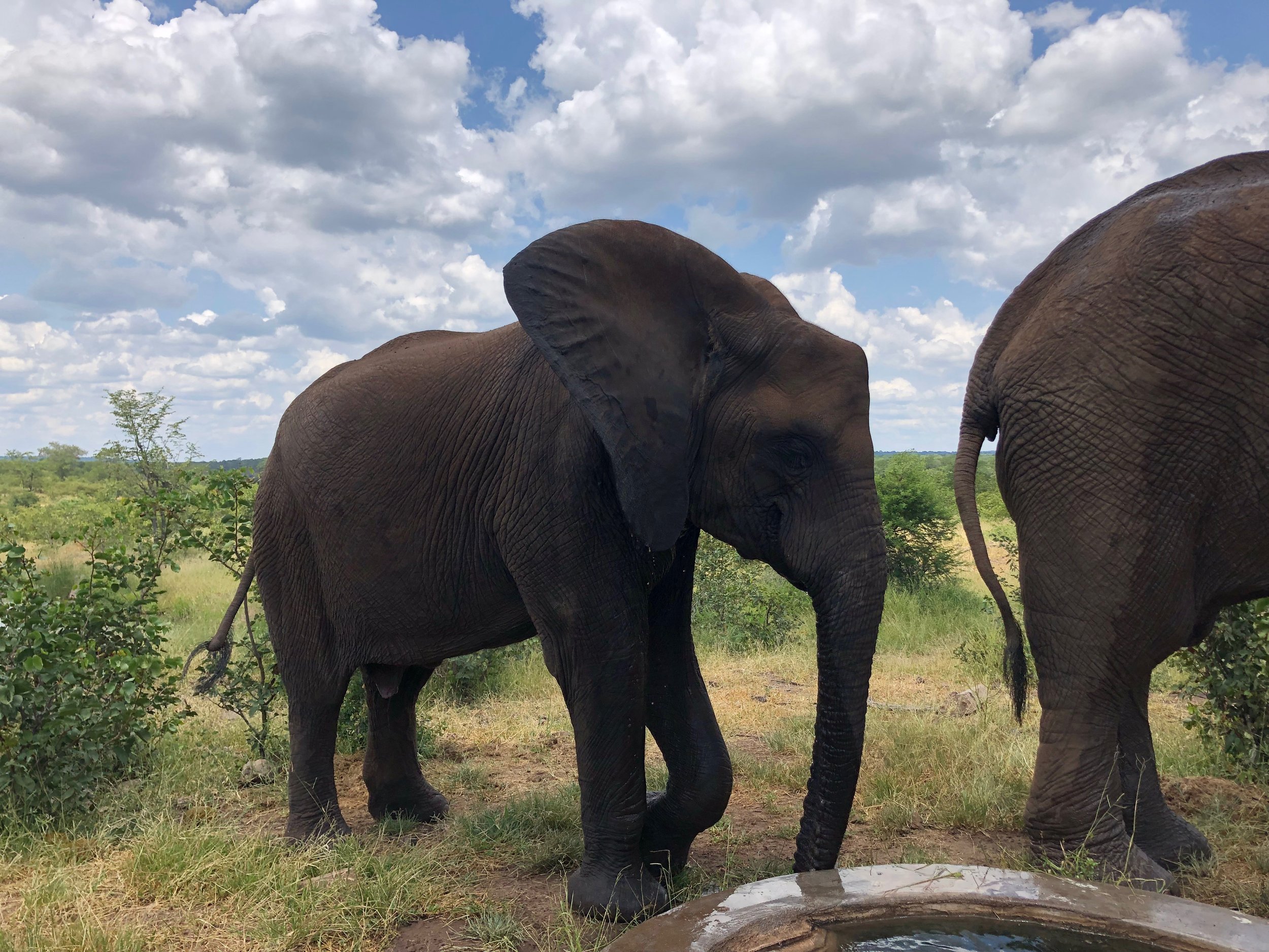 A young elephant standing next to a larger elephant outdoors in a grassy area with a cloudy sky.