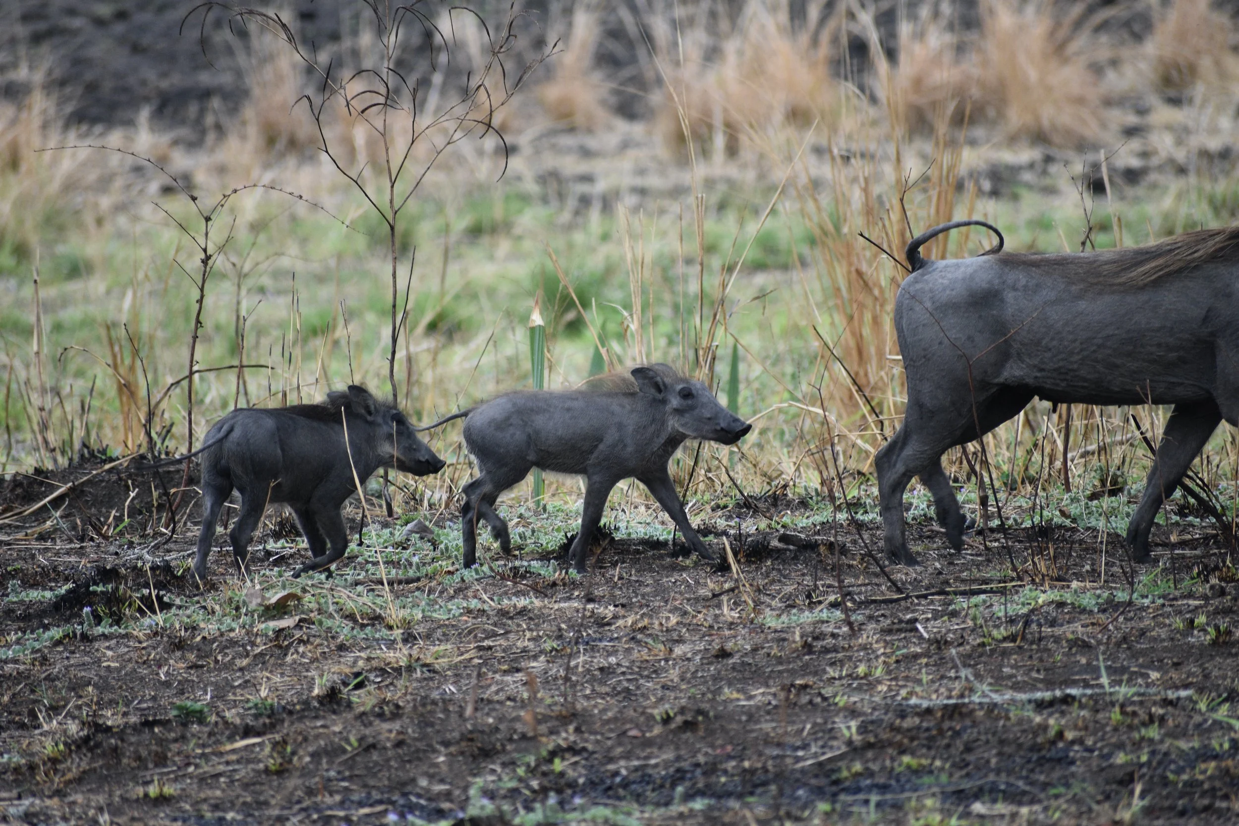 A group of three small wild boars or piglets walking in a line through a muddy, grassy field with tall, dry grass and some green plants in the background.