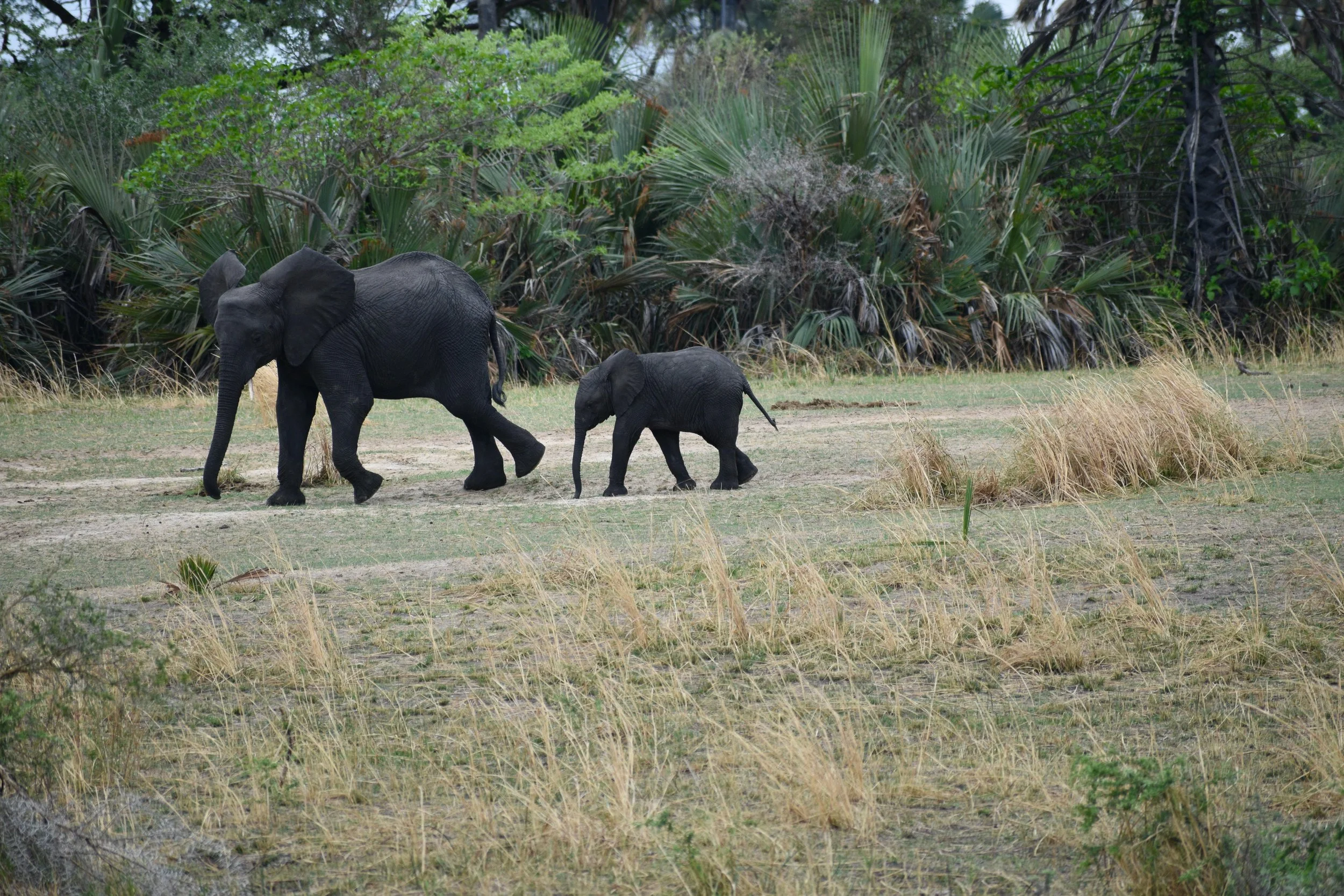 Two elephants, one adult and one calf, walking across a dry grassy plain with lush green trees in the background.