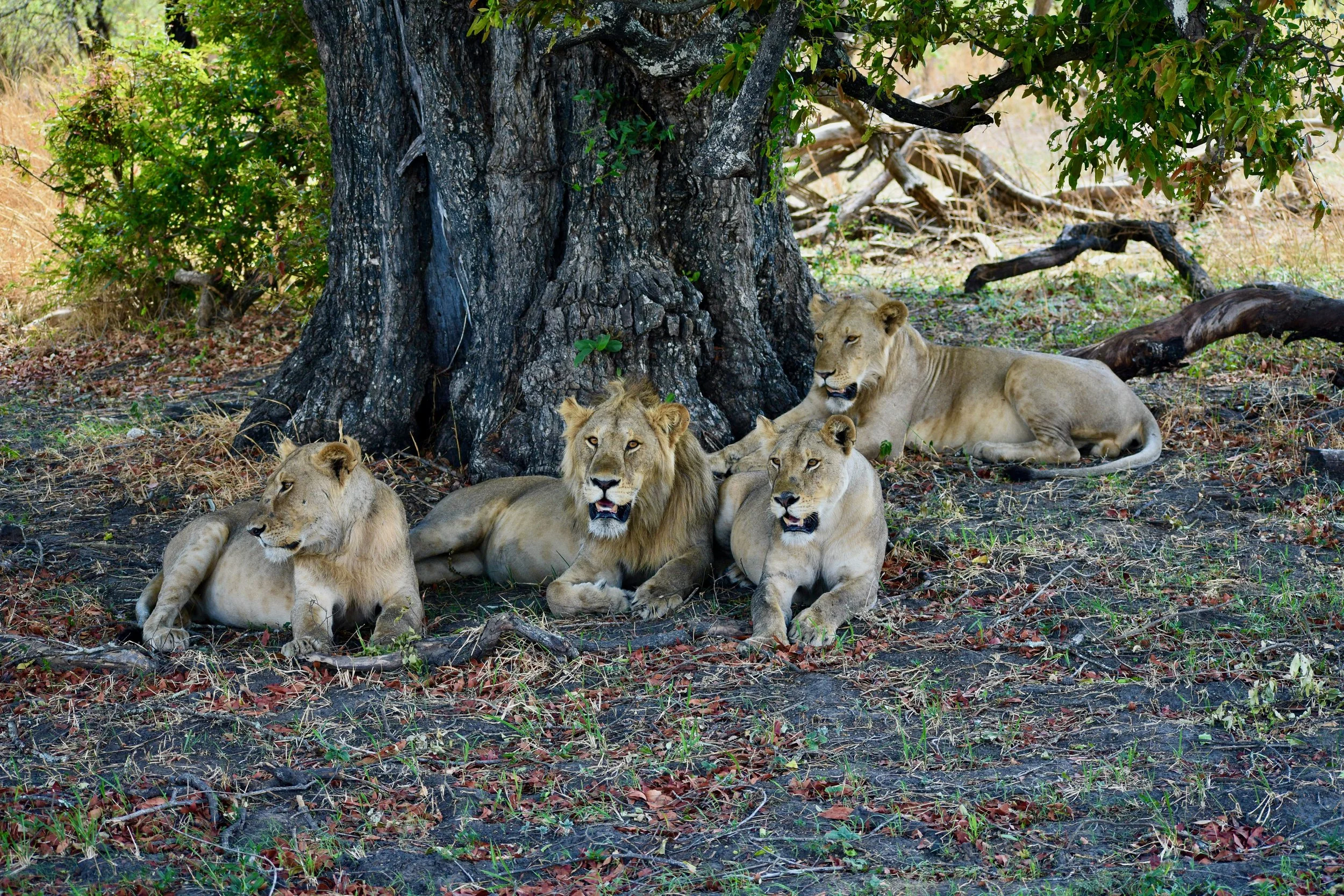A group of five lions resting under a large tree in a grassy area.