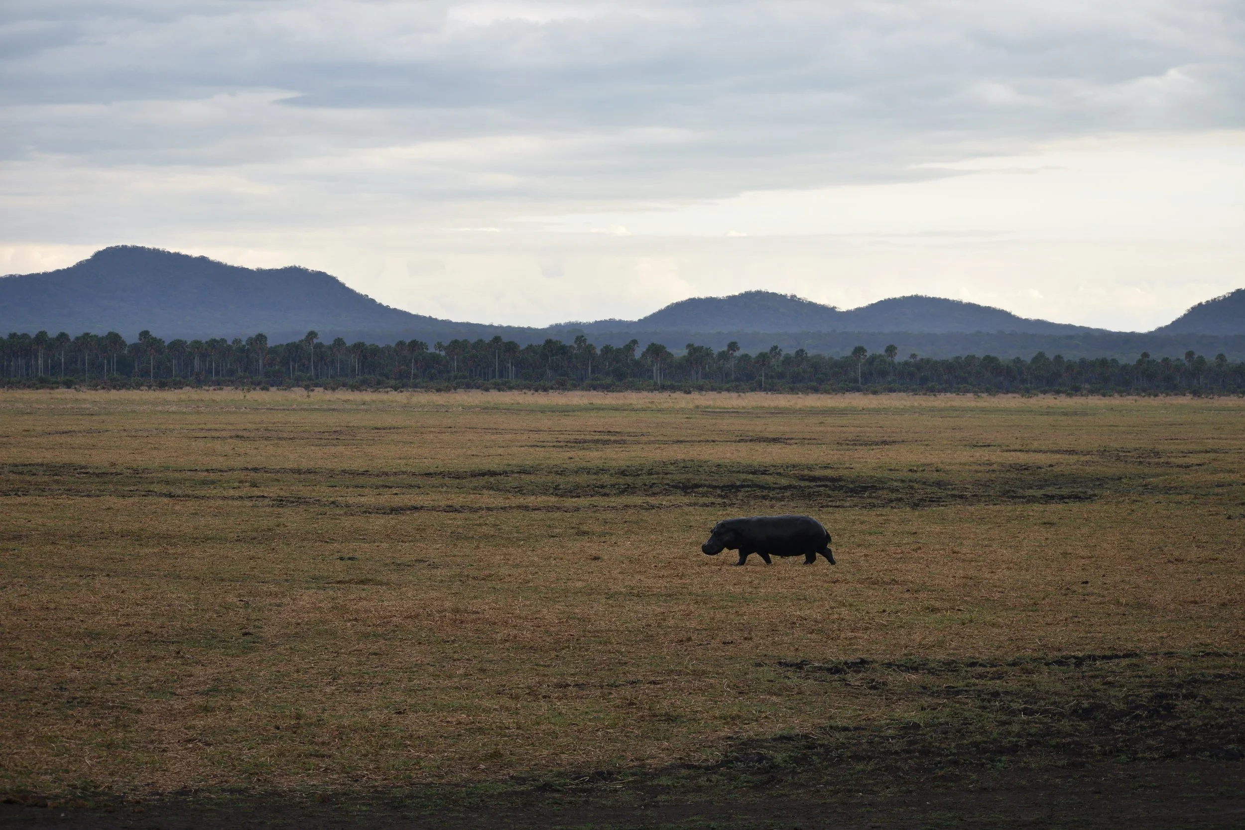 A solitary hippopotamus walking across a flat, grassy plain with distant mountains and a cloudy sky in the background.
