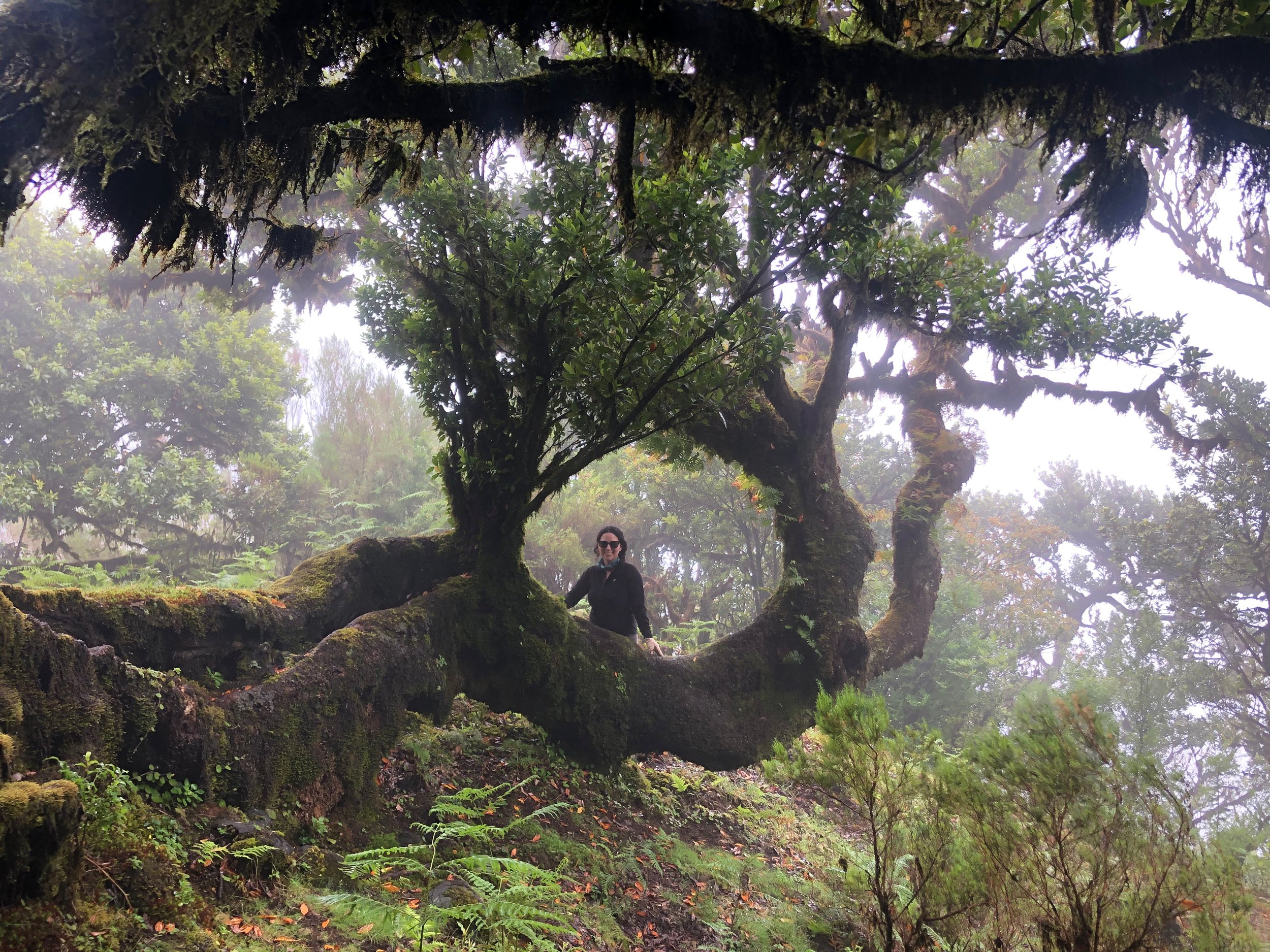 A person standing amidst a large, moss-covered, twisted tree in a foggy forest.