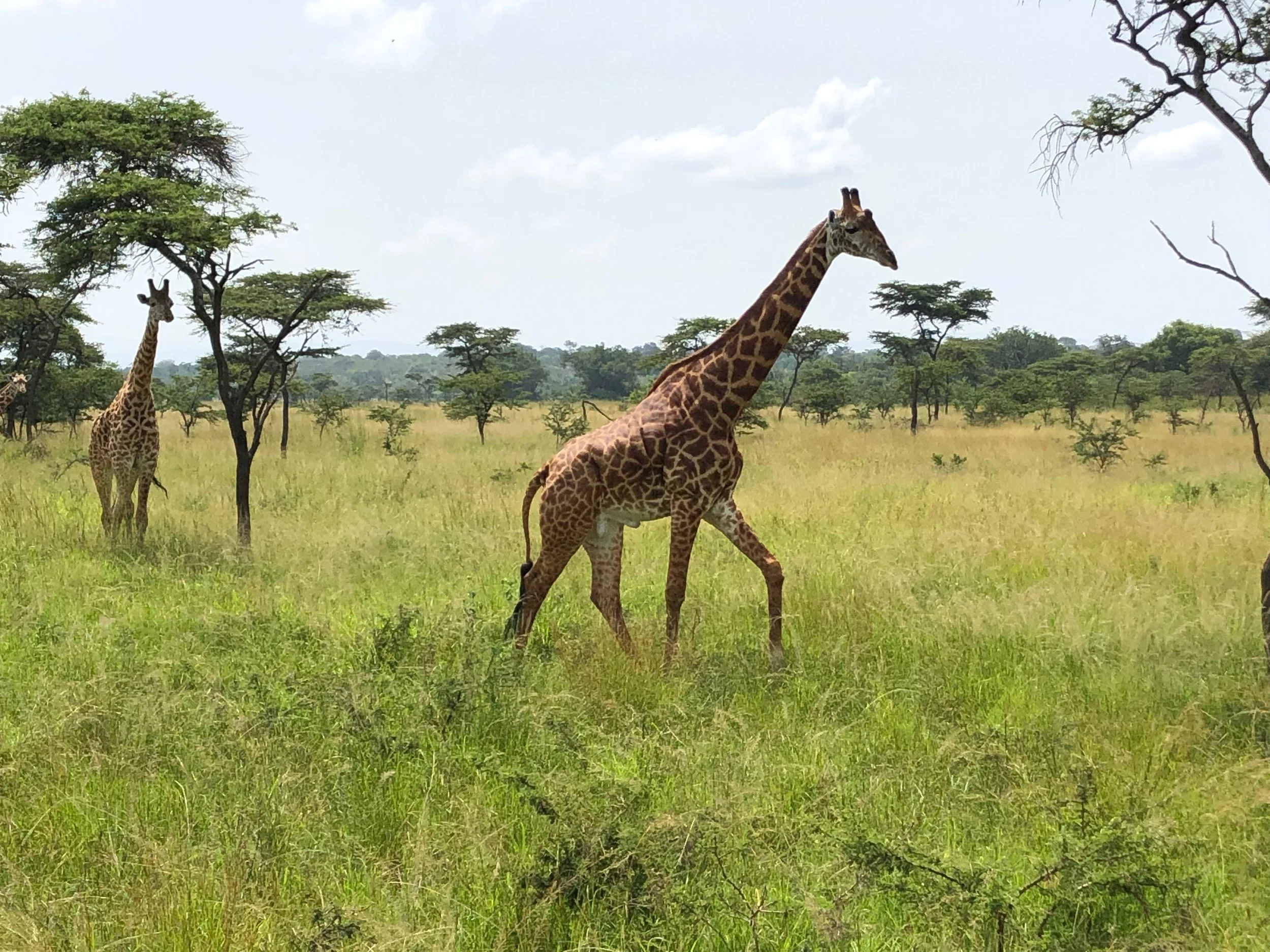 Two giraffes standing in a grassy savanna landscape with scattered trees under a partly cloudy sky.