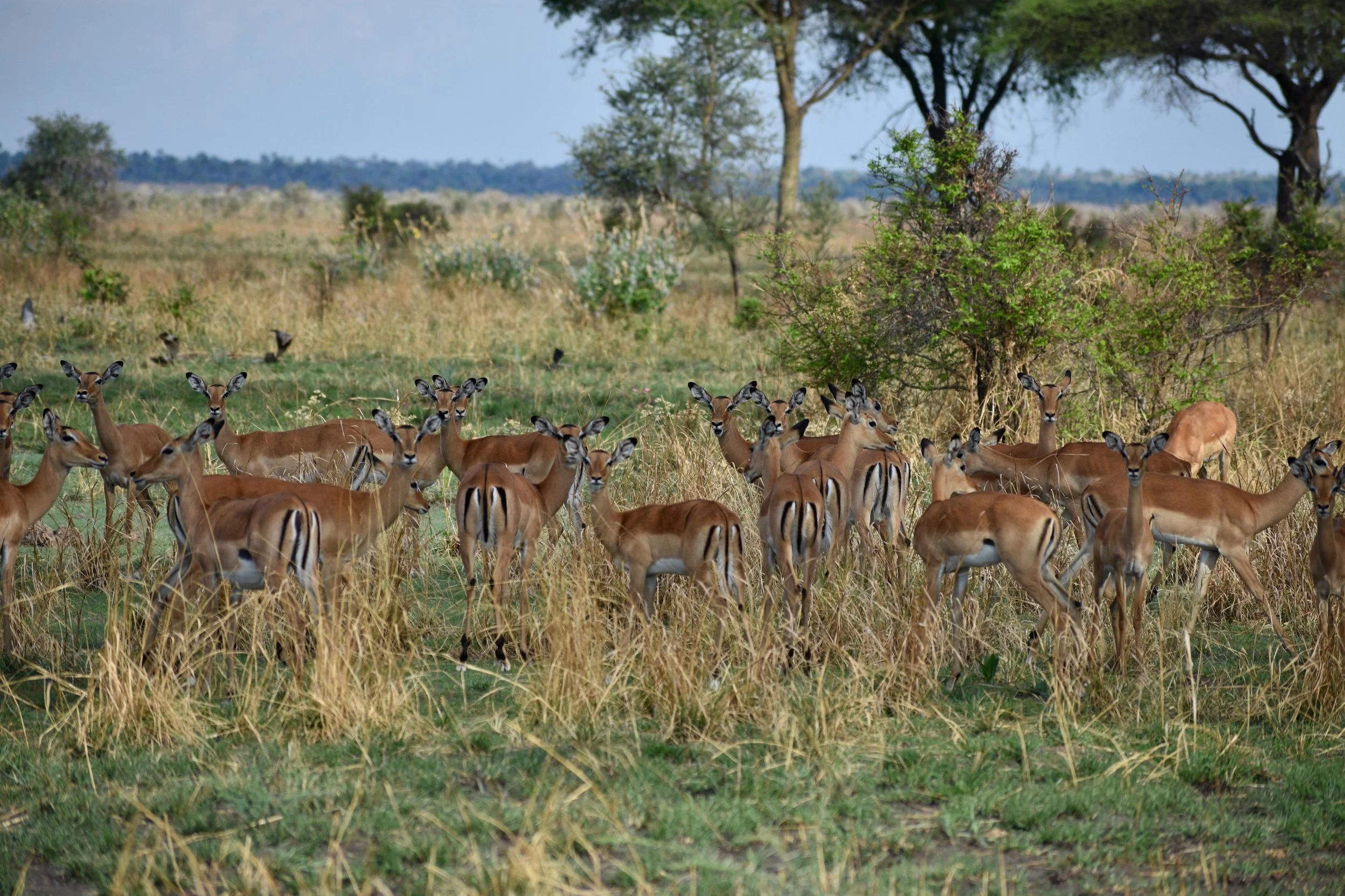A herd of deer grazing in a grassy field with trees in the background.