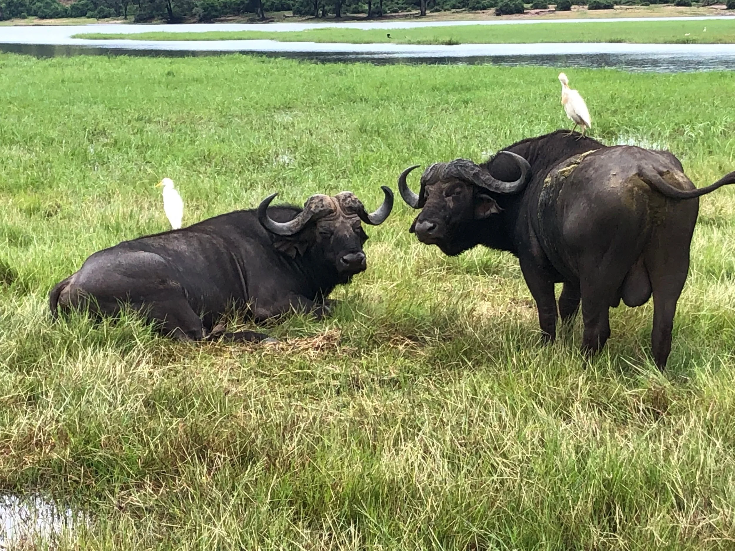 Two buffalo lying and standing on green grass near a body of water, with white birds perched on their backs.