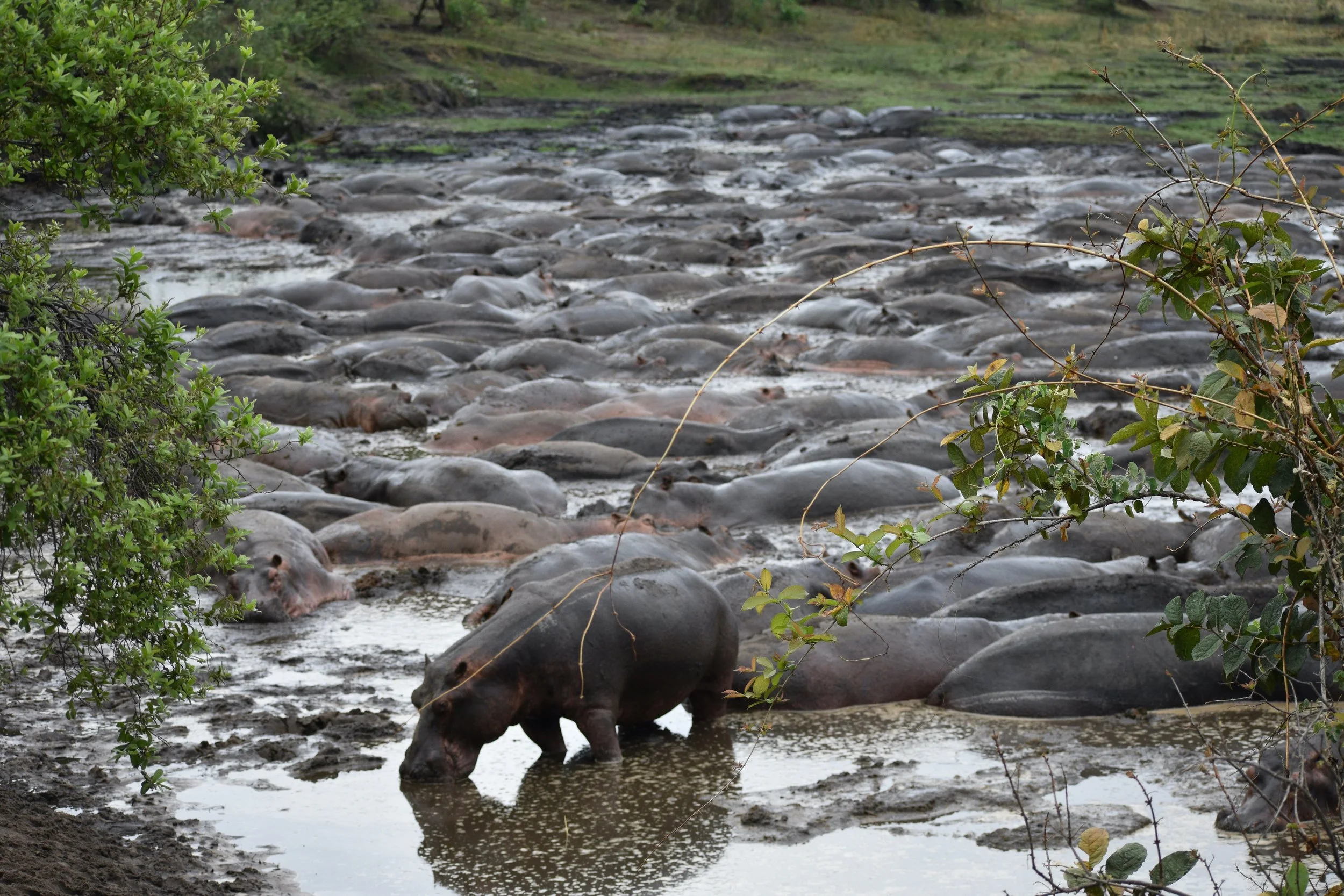 A hippopotamus partially submerged in water, with many others resting on a muddy riverbank, surrounded by green bushes.