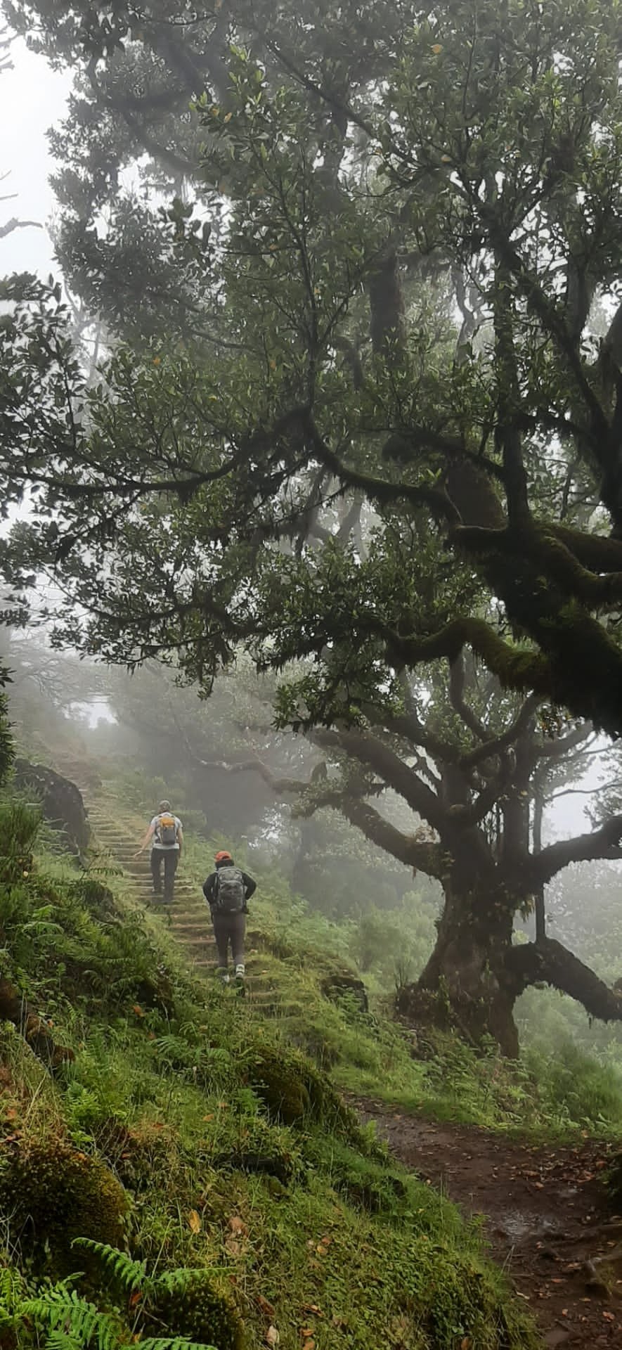 Two people hiking up a foggy, lush green forest trail with large trees overhead.
