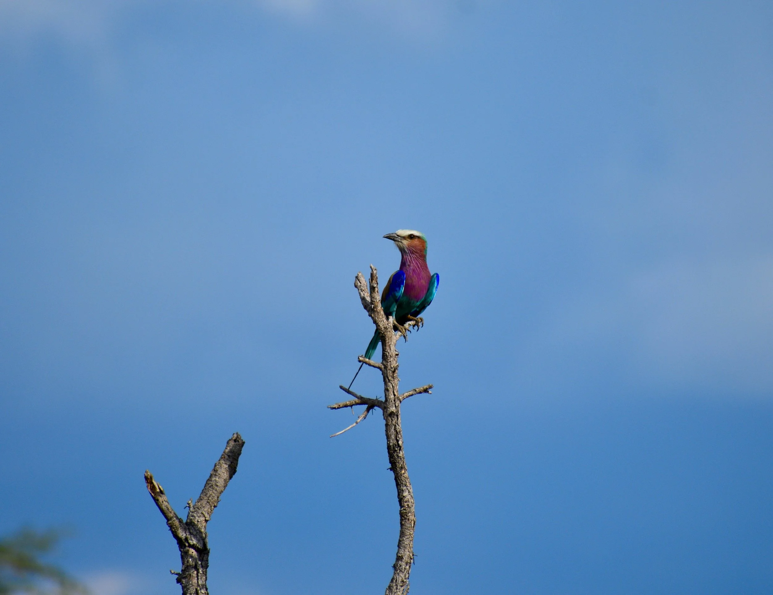A colorful bird with vibrant pink, blue, and green feathers perched on a dead tree branch against a blue sky.