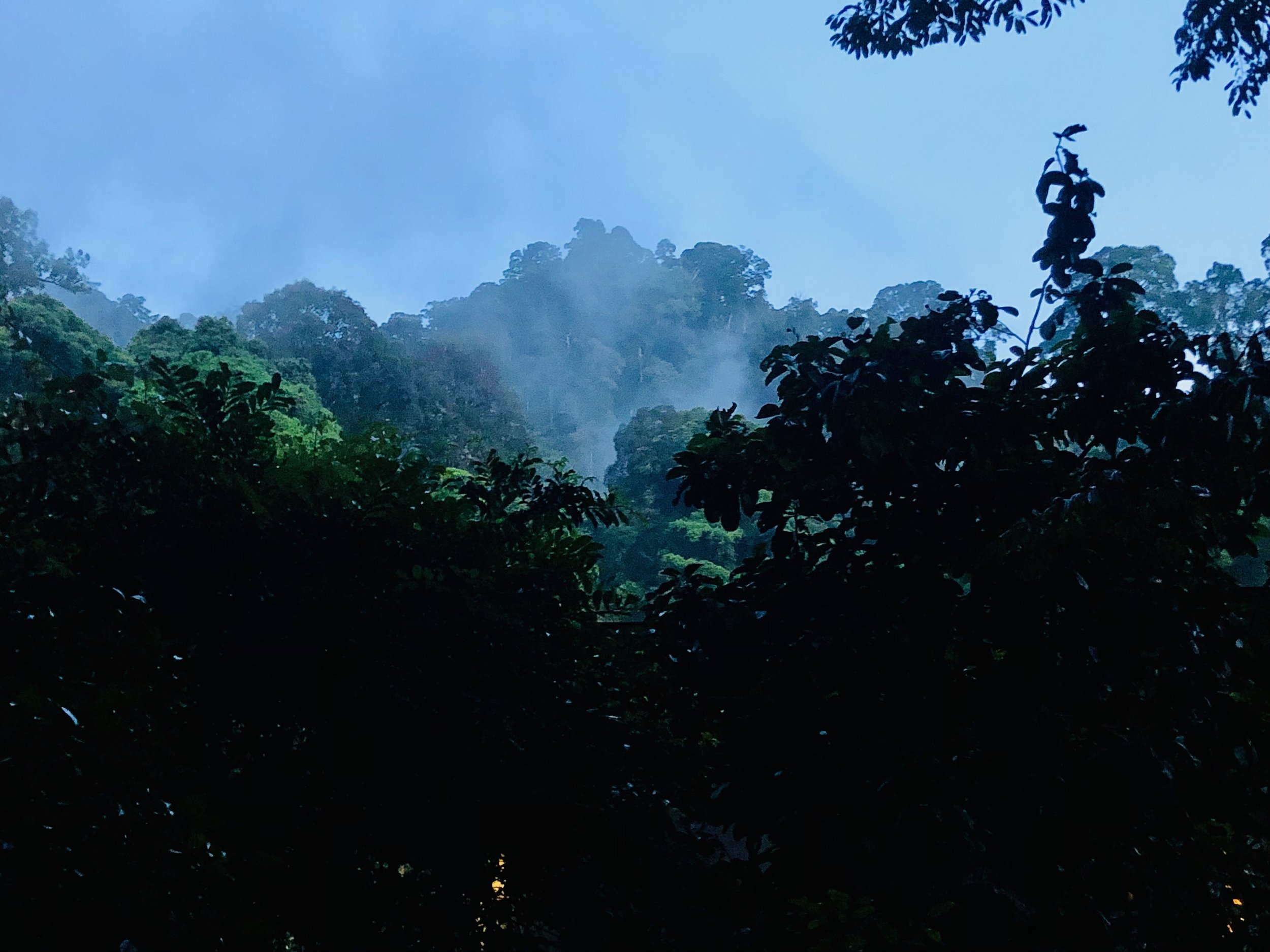 Dense forest with mist and trees in silhouette during early morning.
