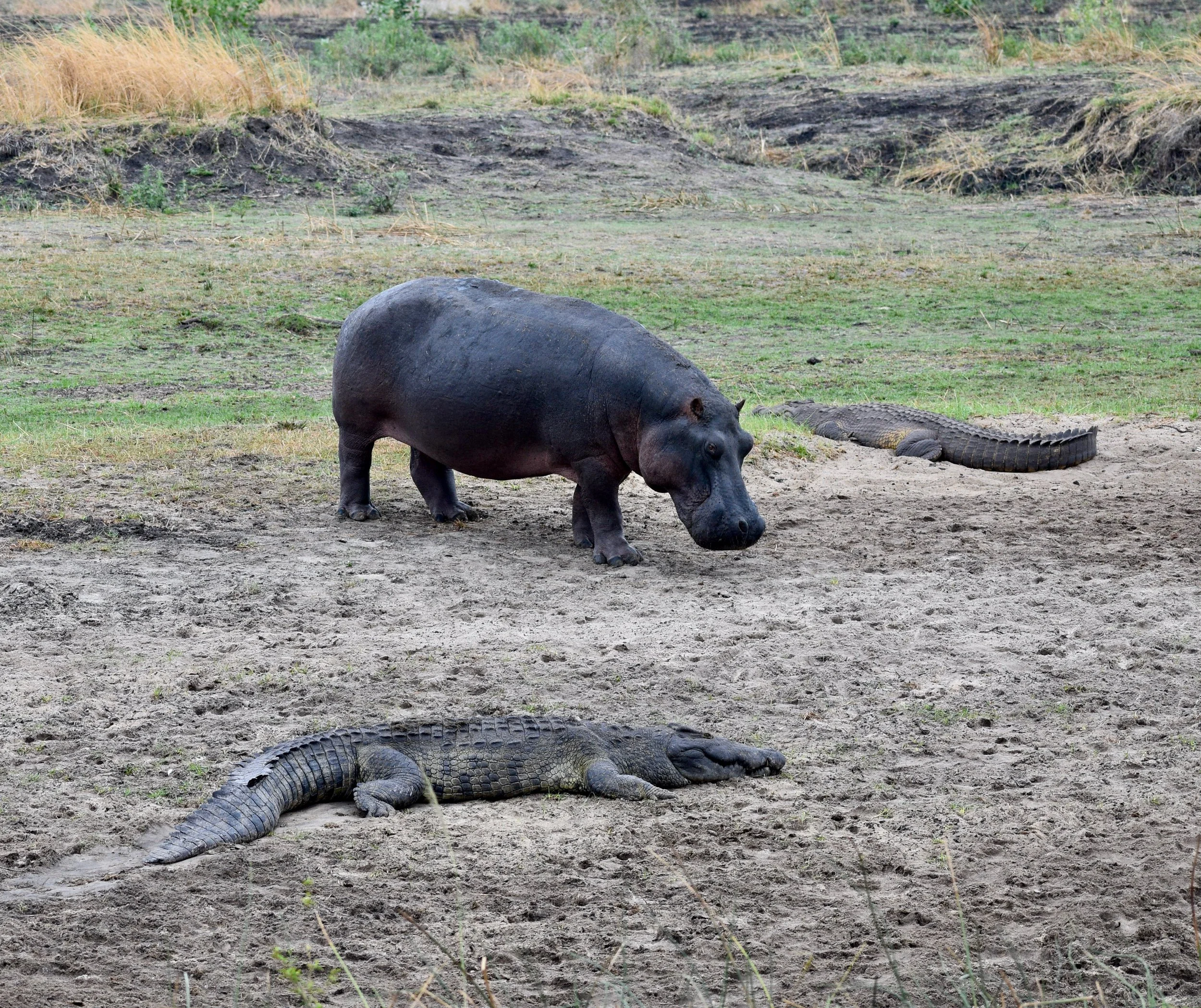 A hippopotamus and two crocodiles resting on a dirt area in a natural habitat with grass and hills in the background.