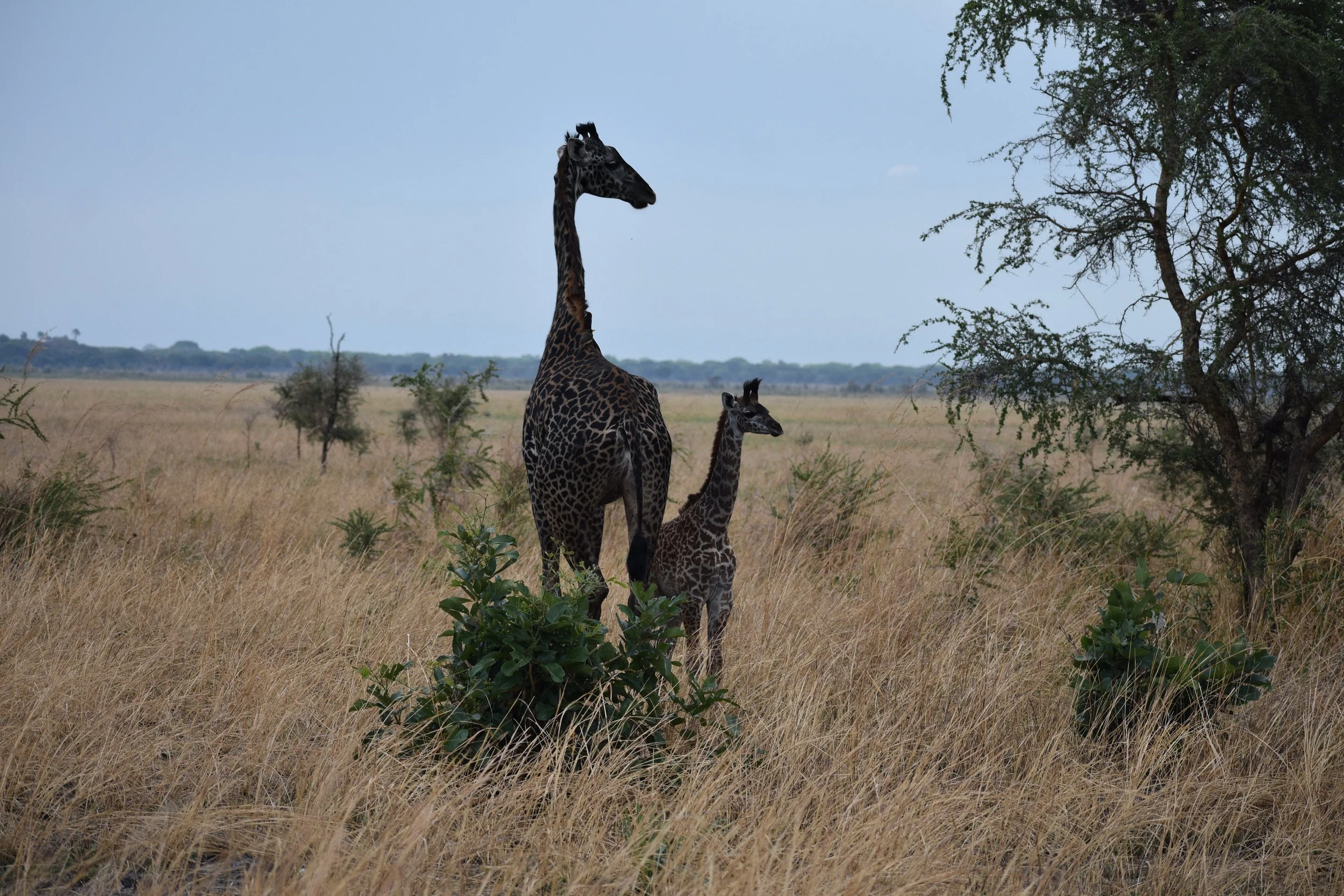 Two giraffes, one adult and one juvenile, standing in tall grass with a few small trees and a clear sky in the background.