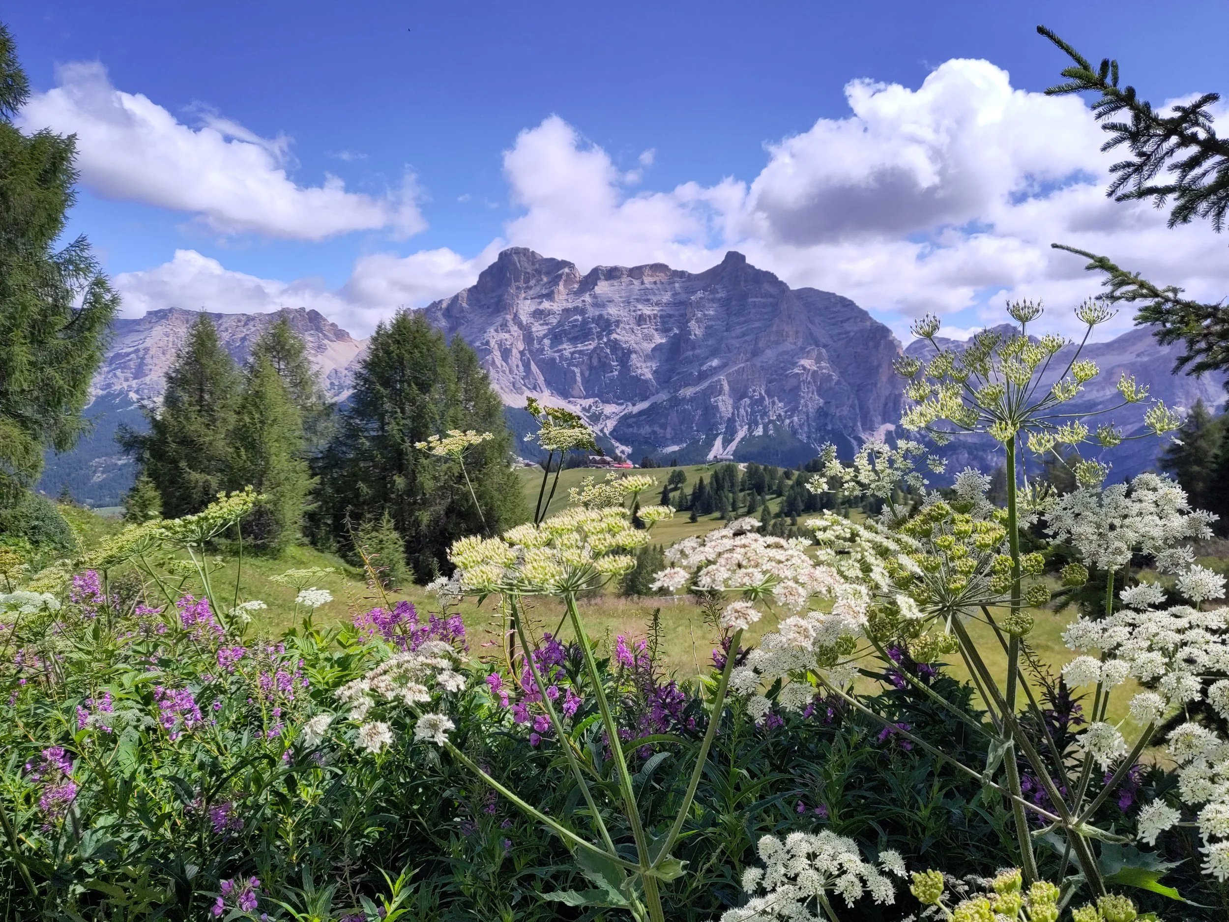 Wildflowers in the foreground with mountains and trees in the background on a partly cloudy day.