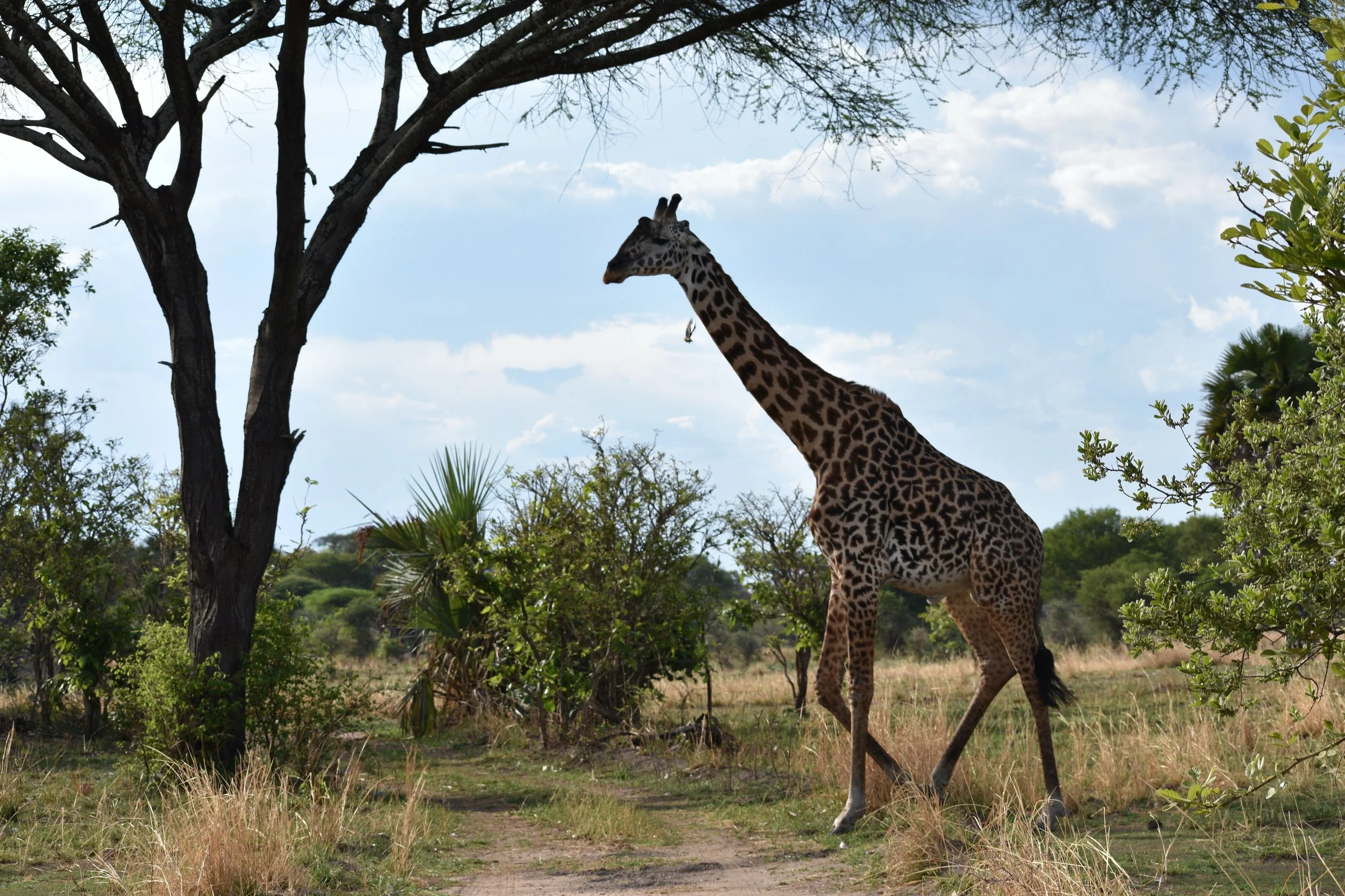 A giraffe walking through a savanna landscape with green trees and dry grass, under a partly cloudy sky.