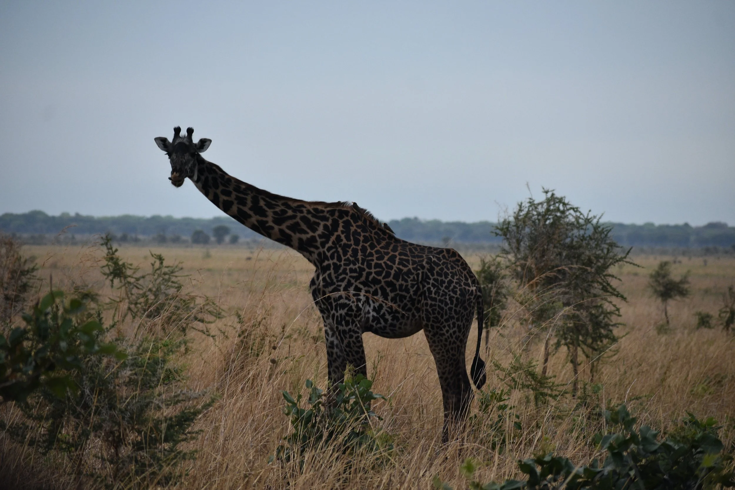 A giraffe standing in the grasslands of a savannah, with a cloudy sky and sparse bushes in the background.