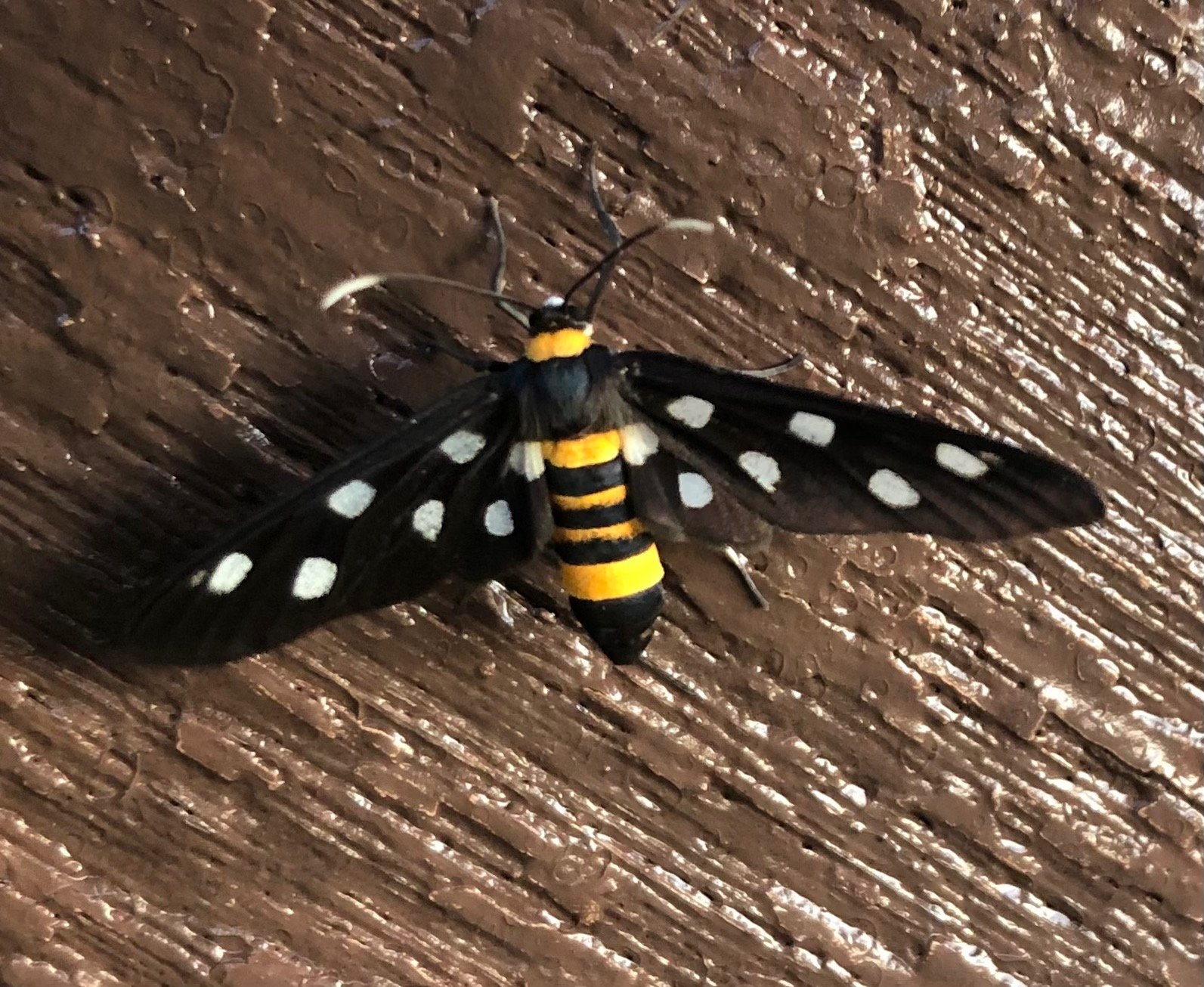 Yellow and black moth with white spots on the wings, resting on a brown textured surface.