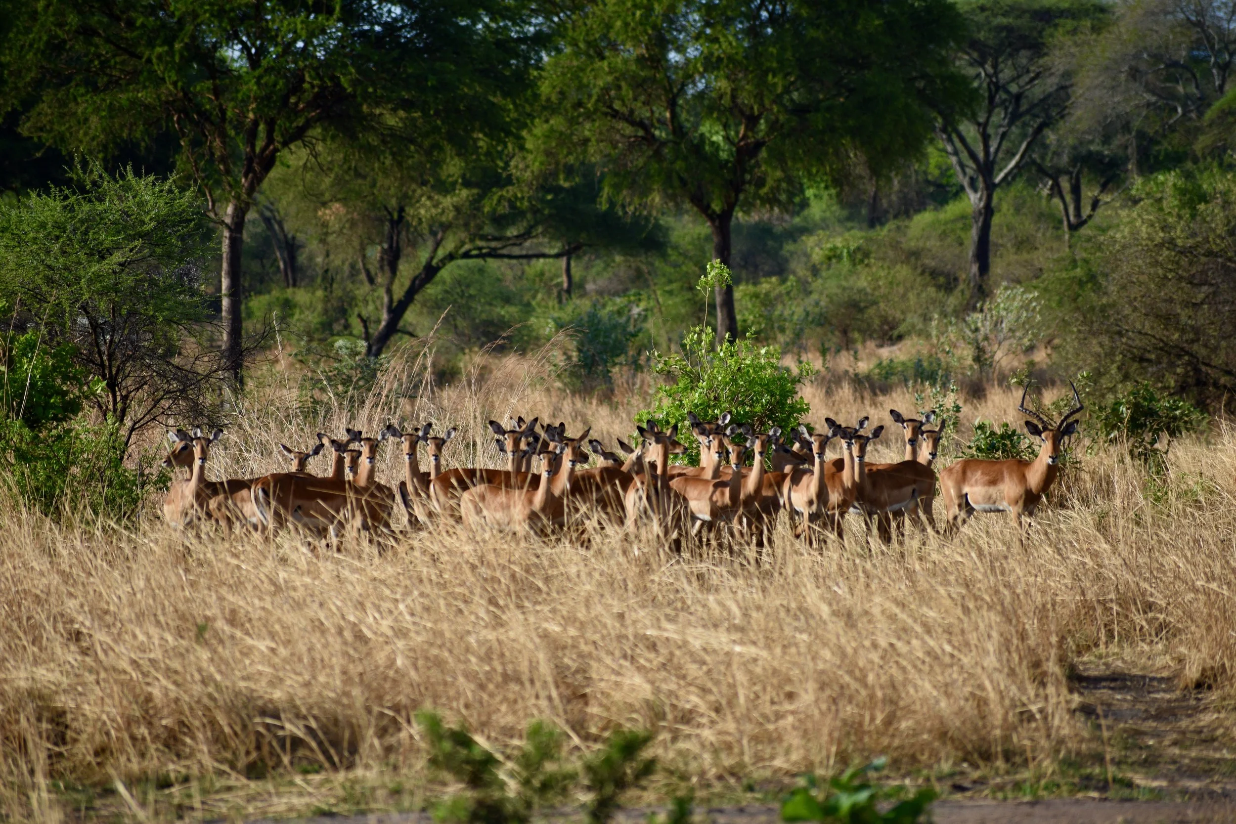 A herd of African impalas standing in tall dry grass in a savannah with green trees in the background.