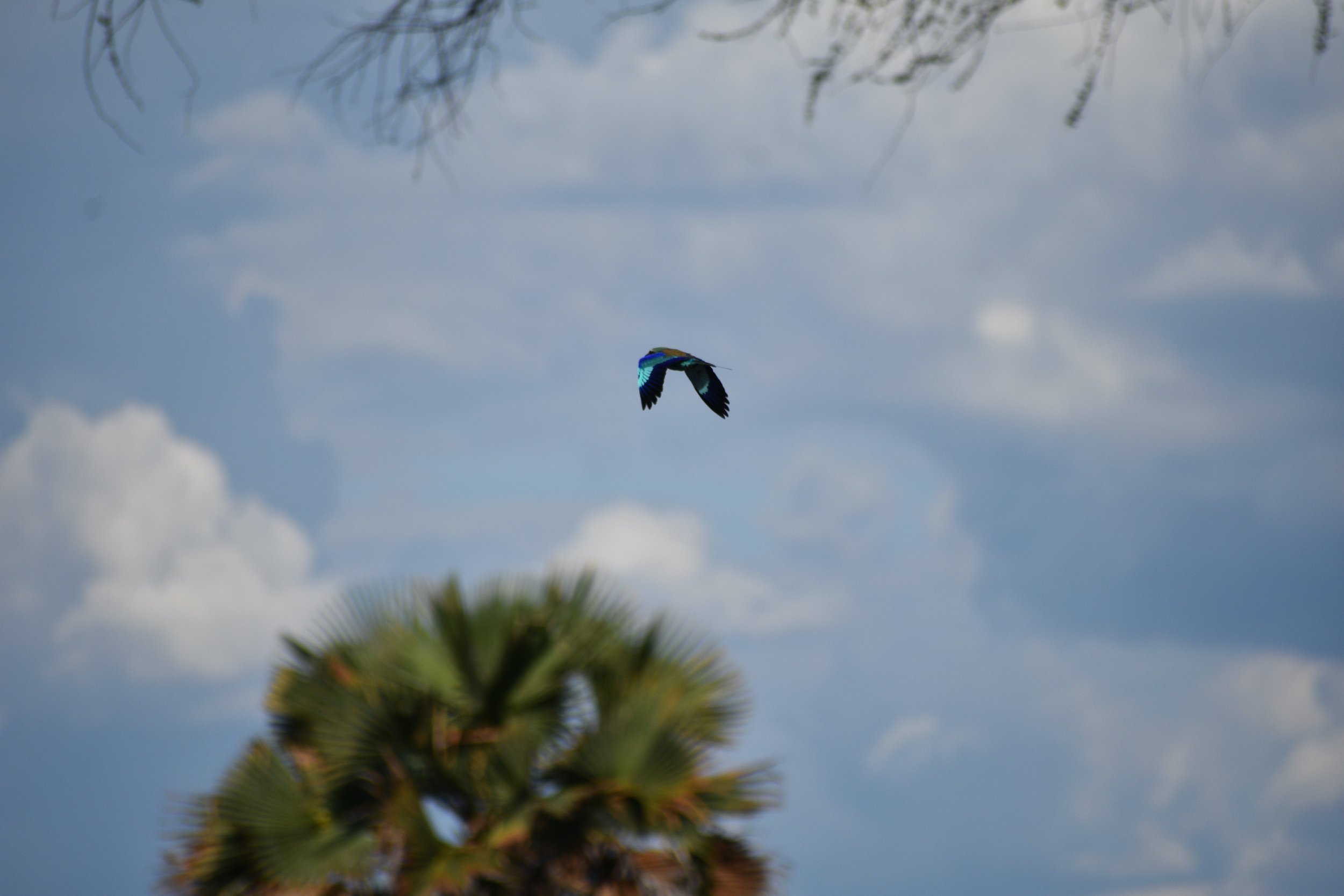 A colorful bird flying in the sky with clouds and tree branches visible in the background