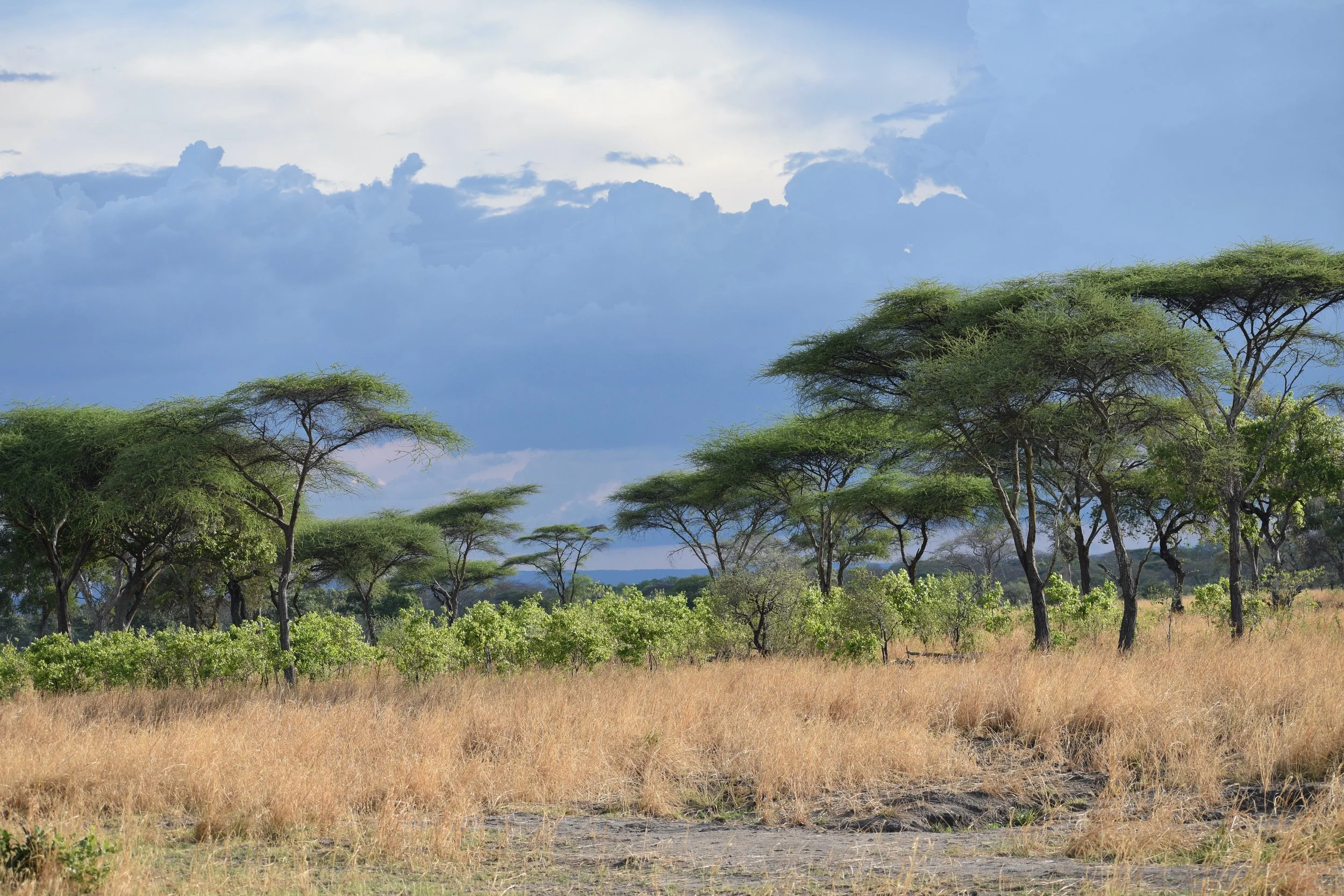 African savannah landscape with acacia trees, dry grass, and cloudy sky.