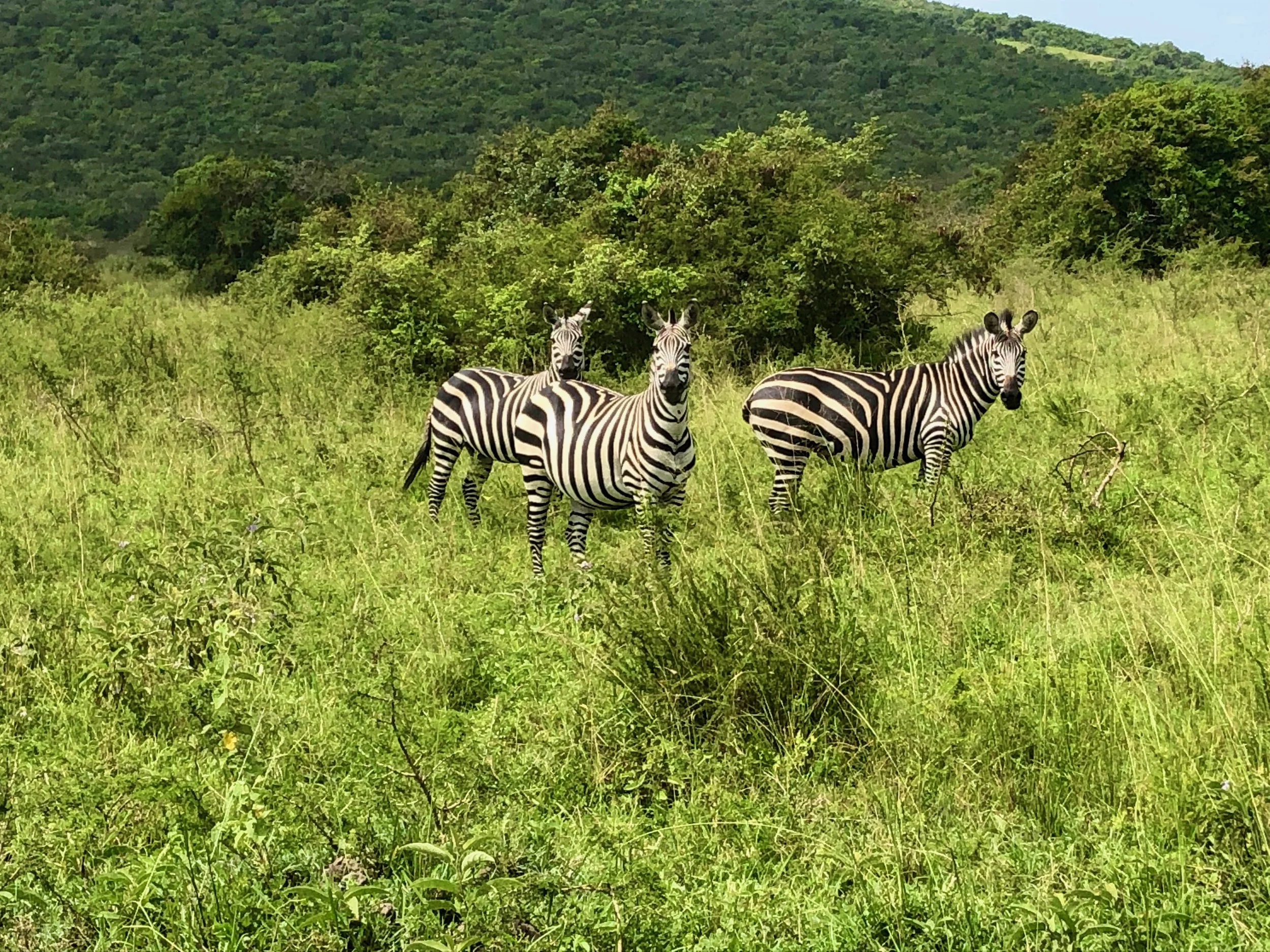 Three zebras standing in tall green grass in a savannah landscape with trees and hills in the background.