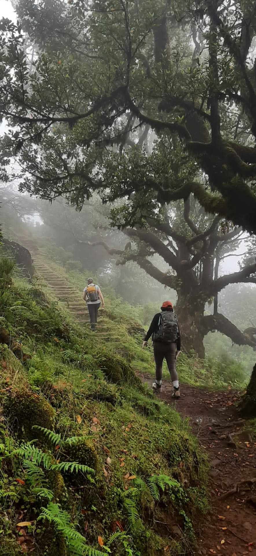 Two hikers walking on a misty forest trail with large trees and lush greenery.