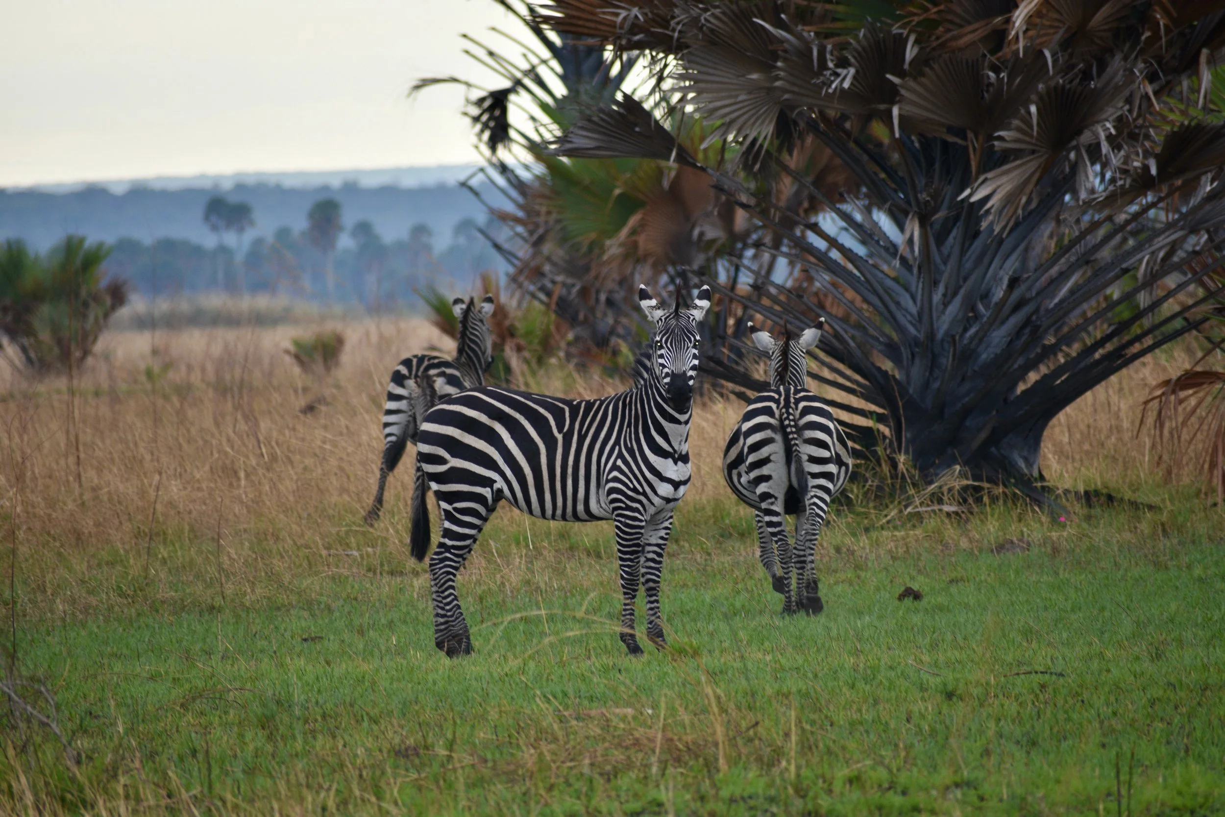 Three zebras standing on green grass in a savanna landscape with a large palm-like plant and distant trees.