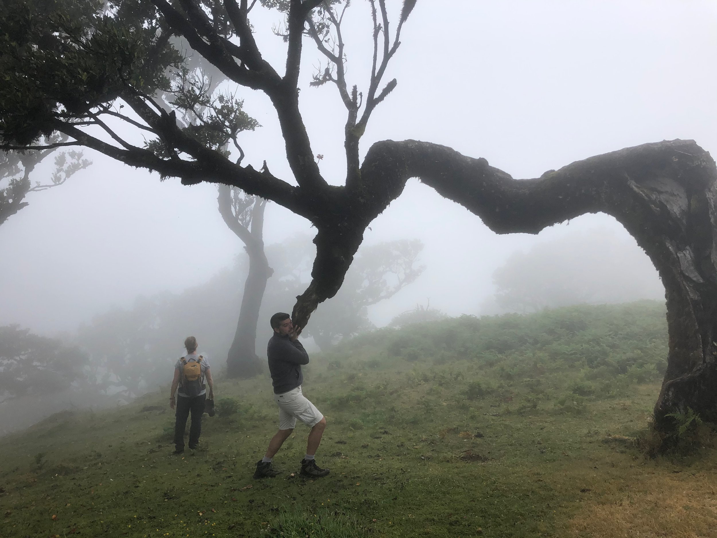 Two people in a misty forest, one person interacting with a curved, gnarled tree.