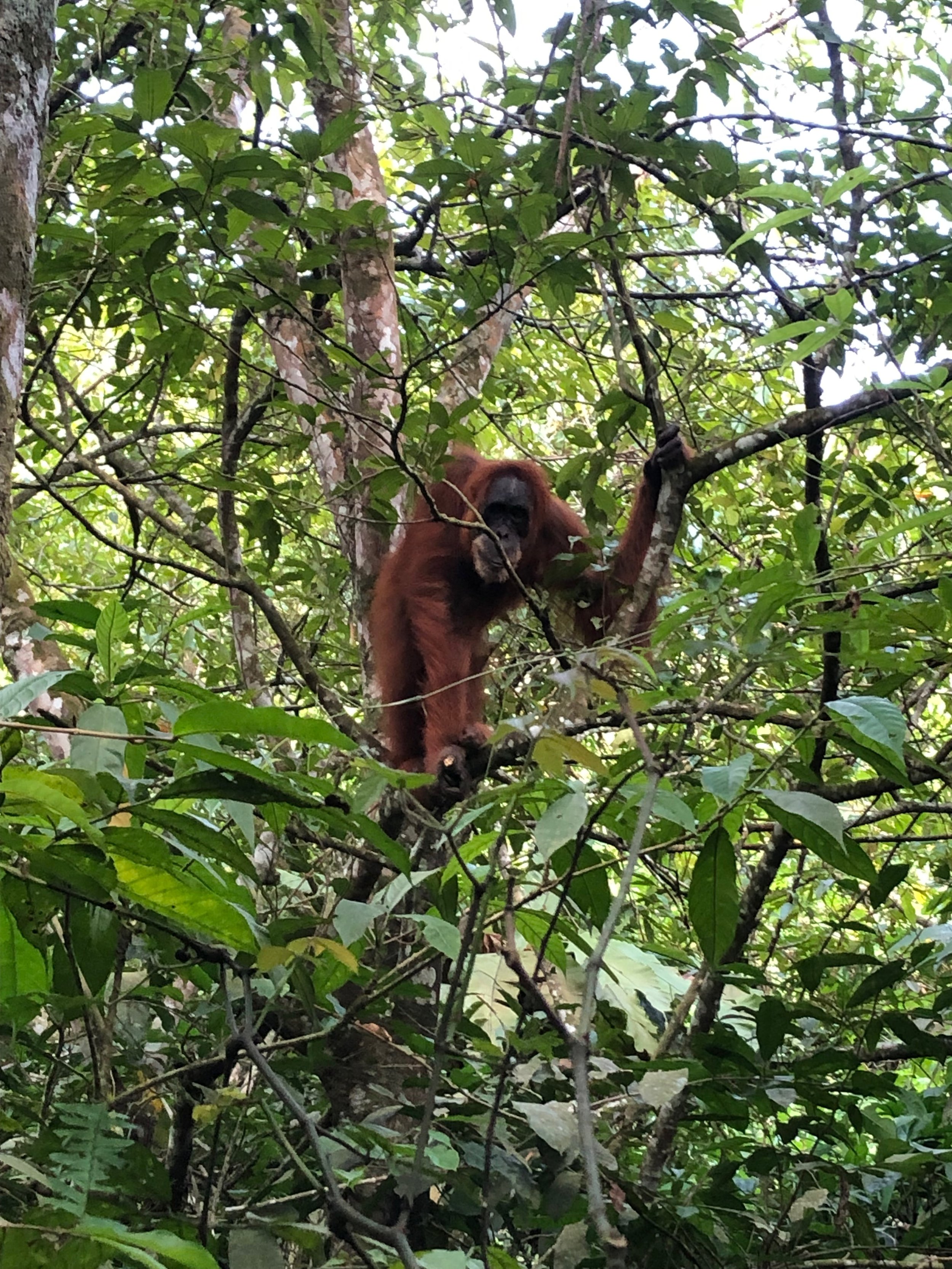 Orangutan in a tree surrounded by dense green foliage.