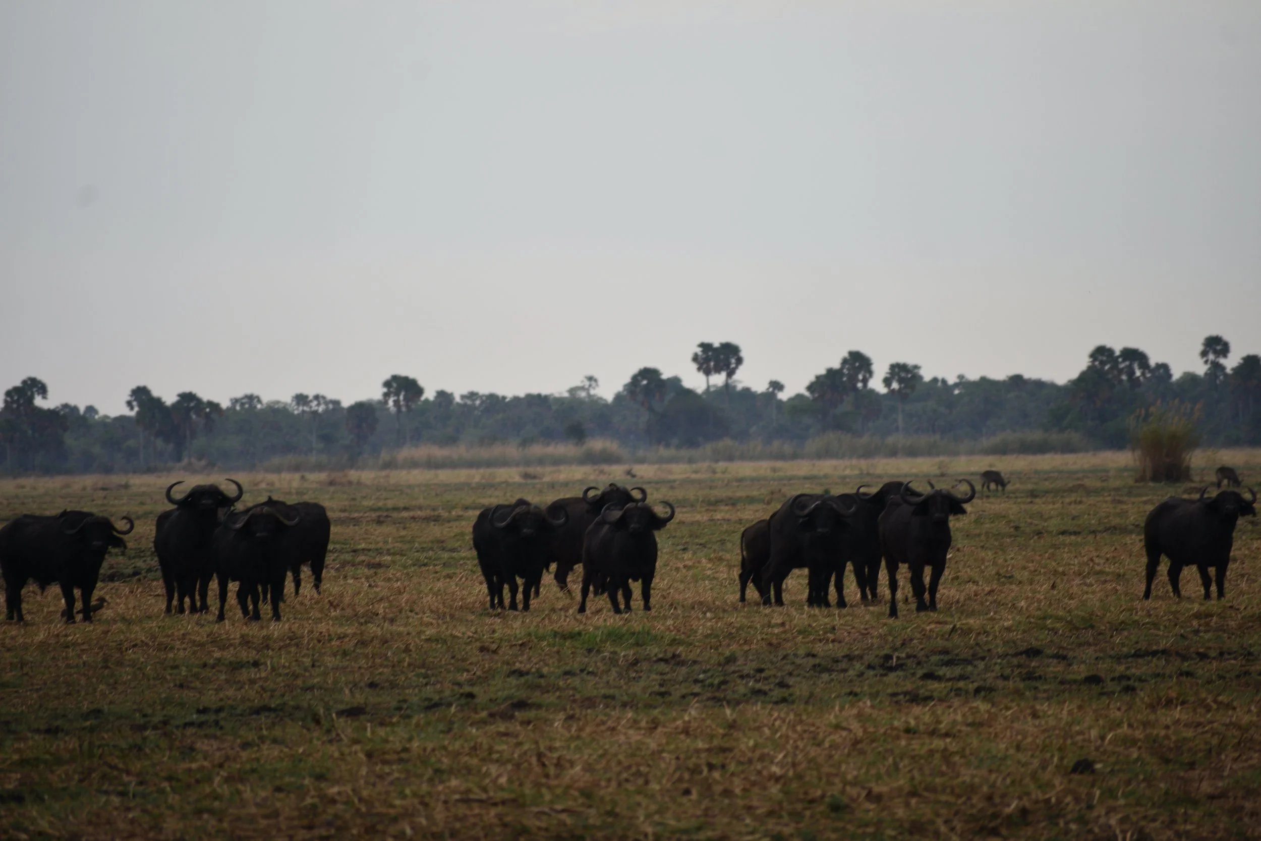 A herd of black buffalo grazing on a grassy plain with distant trees under a gray sky.