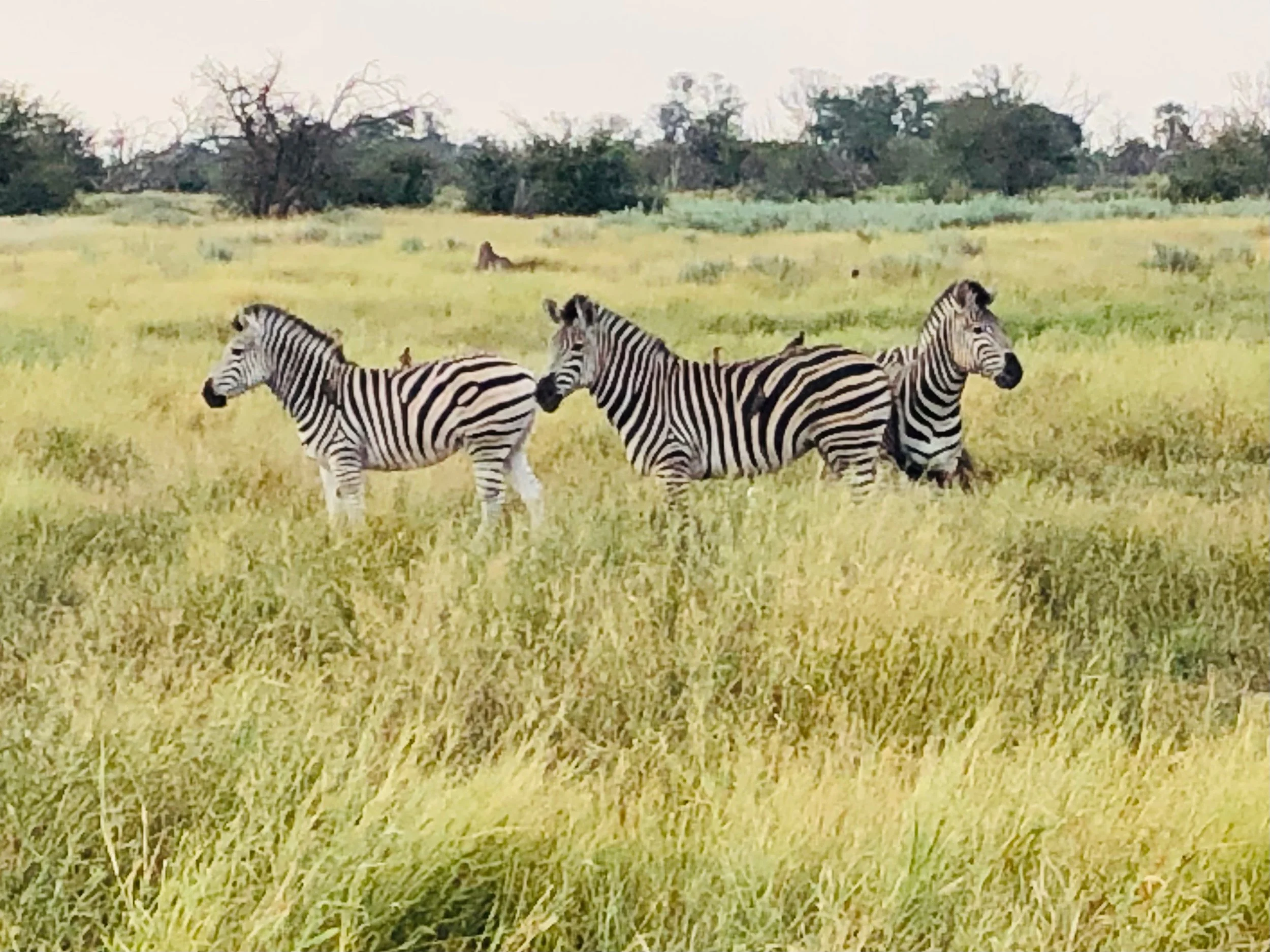 Three zebras standing and lying in a grassy field with trees in the background.