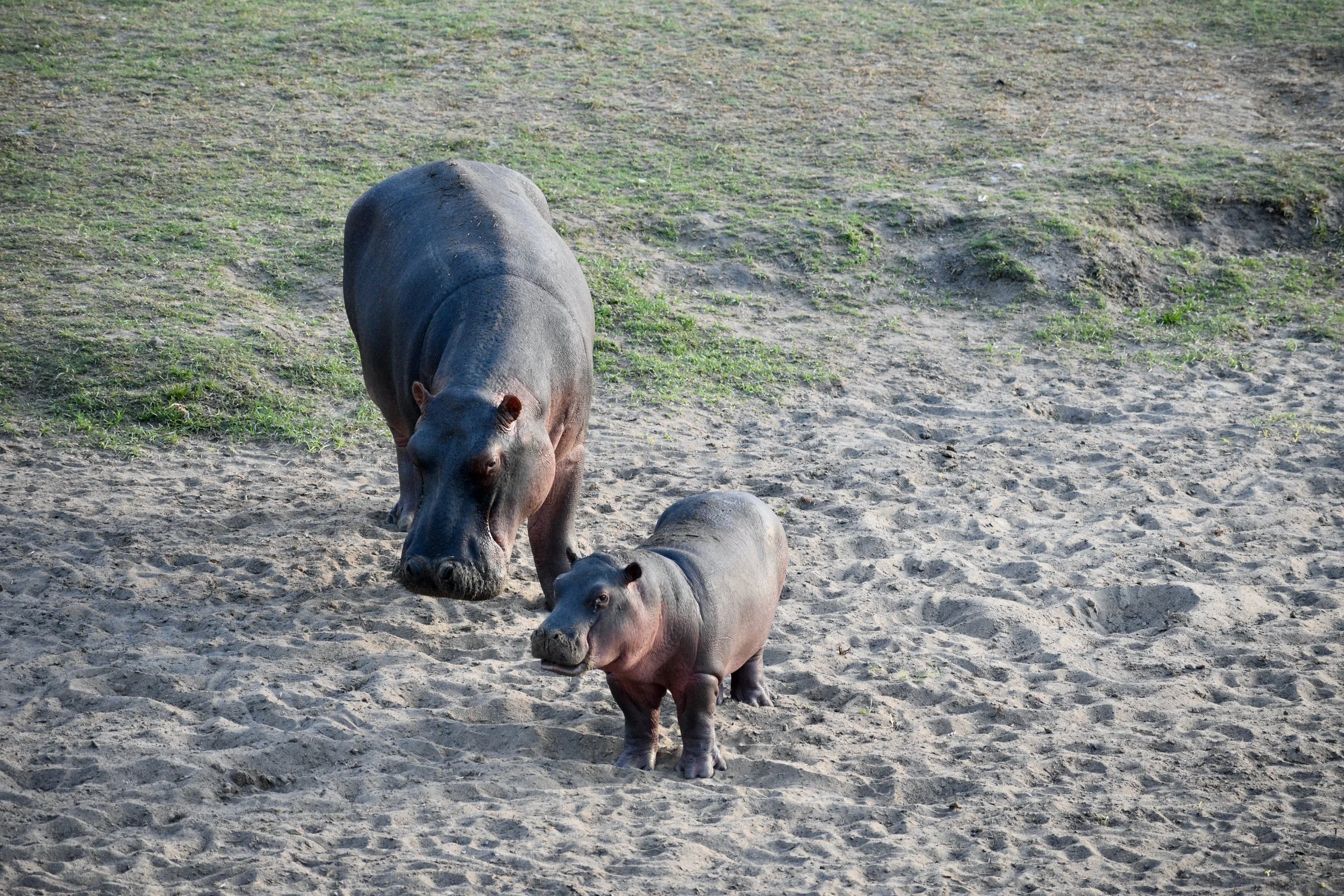 A large adult hippopotamus and a smaller hippopotamus calf walking on sandy ground.