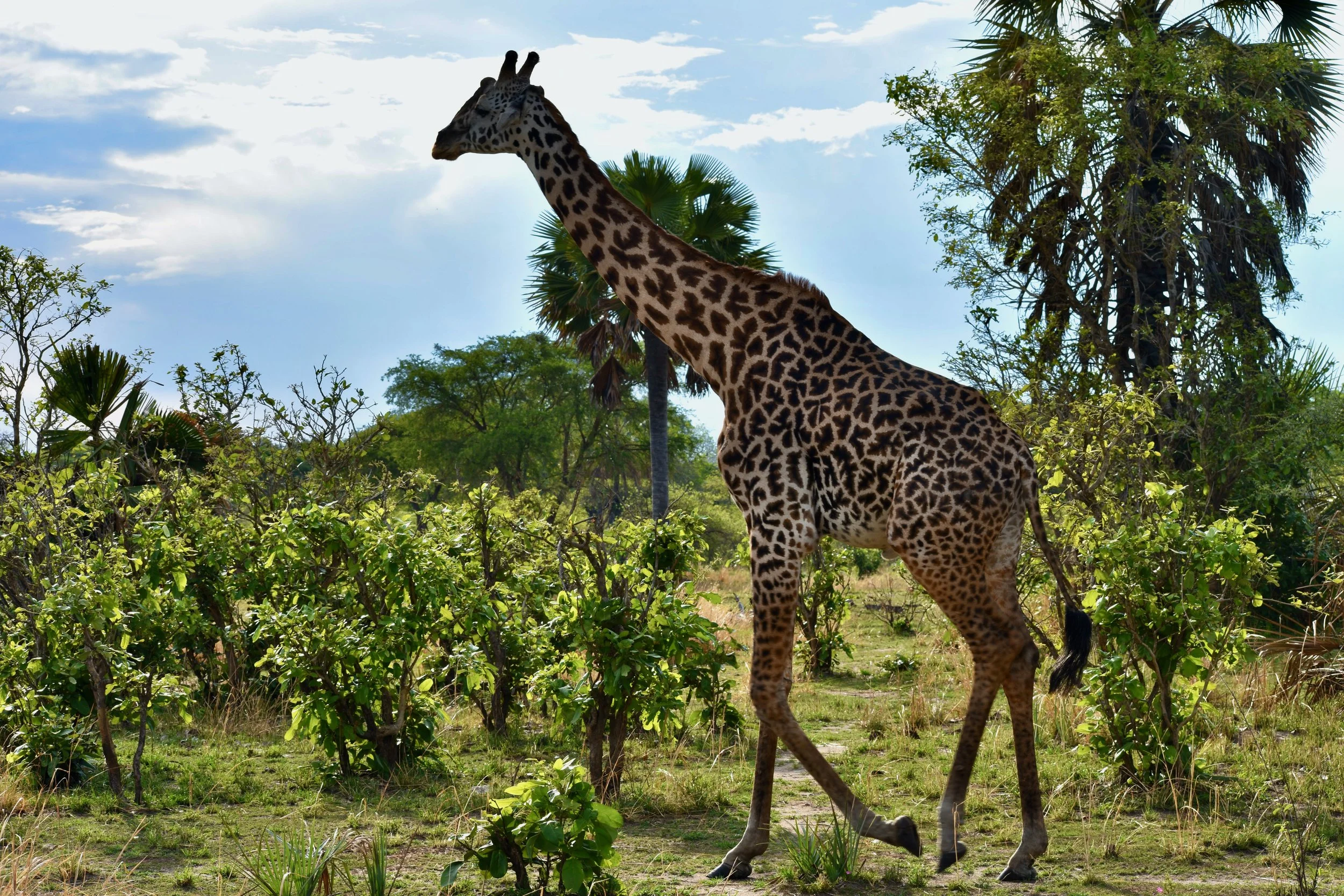 A giraffe walking through a grassy savanna landscape with green bushes and trees, under a partly cloudy sky.