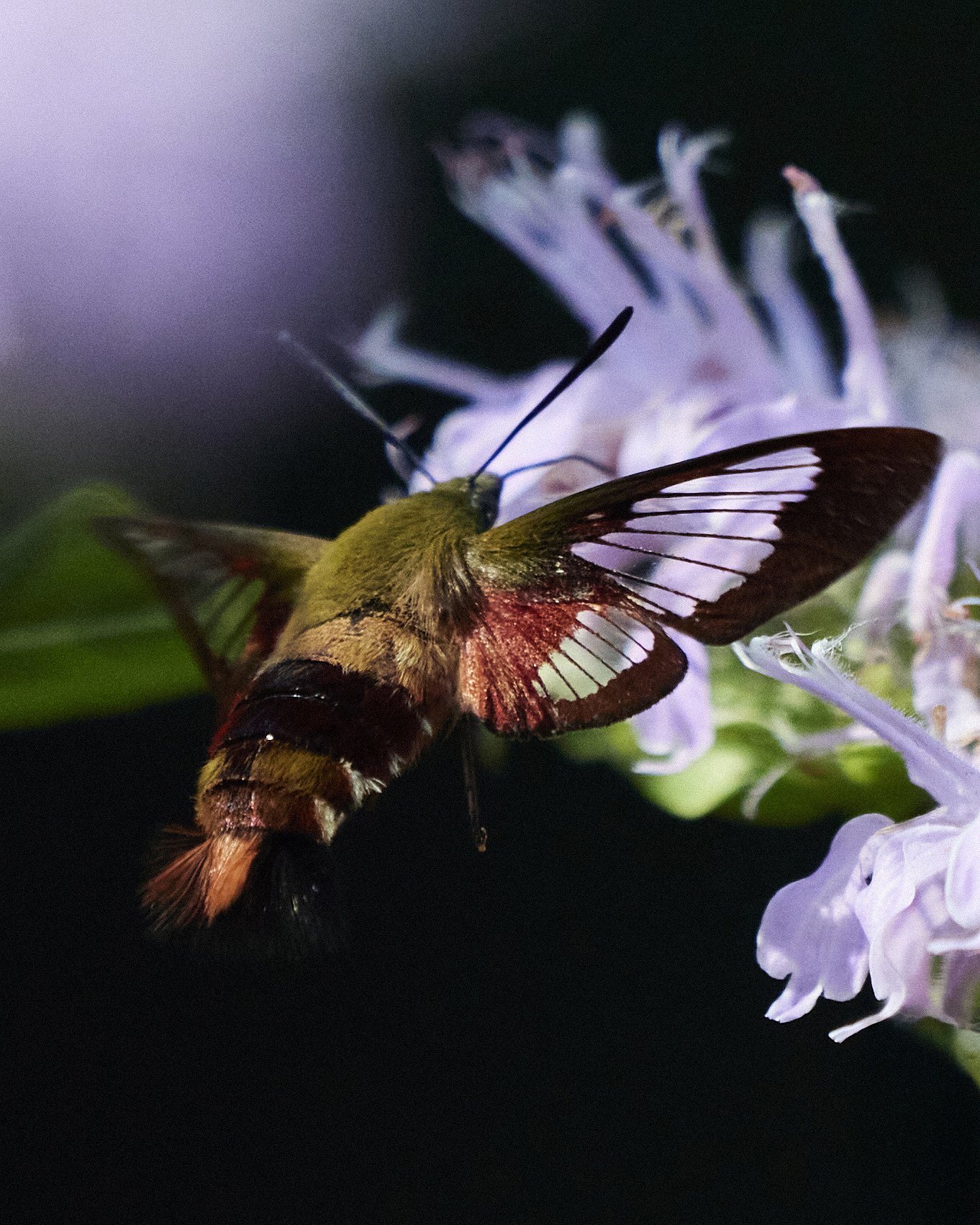 22_7_HUDSON_WOODS 305.jpg