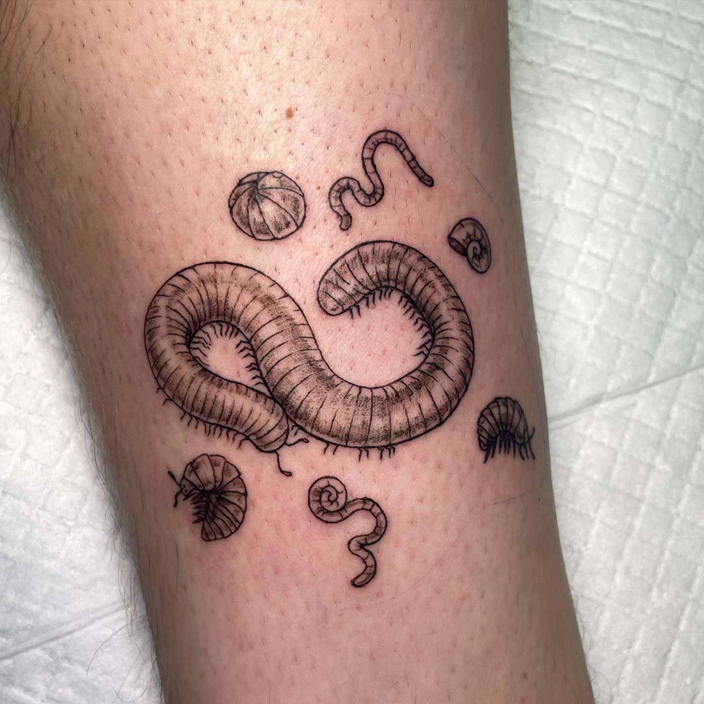 Creepy crawly critters in the dirt are the best! Thanks for hanging out and getting this flash piece Sam! 🪱 @sam_soups 
&bull;
&bull;
&bull;
&bull;
&bull;
&bull;
&bull;
#insecttattoo #millipedetattoo #naturetattoo #wormtattoo #finelinetattoo #rolypo