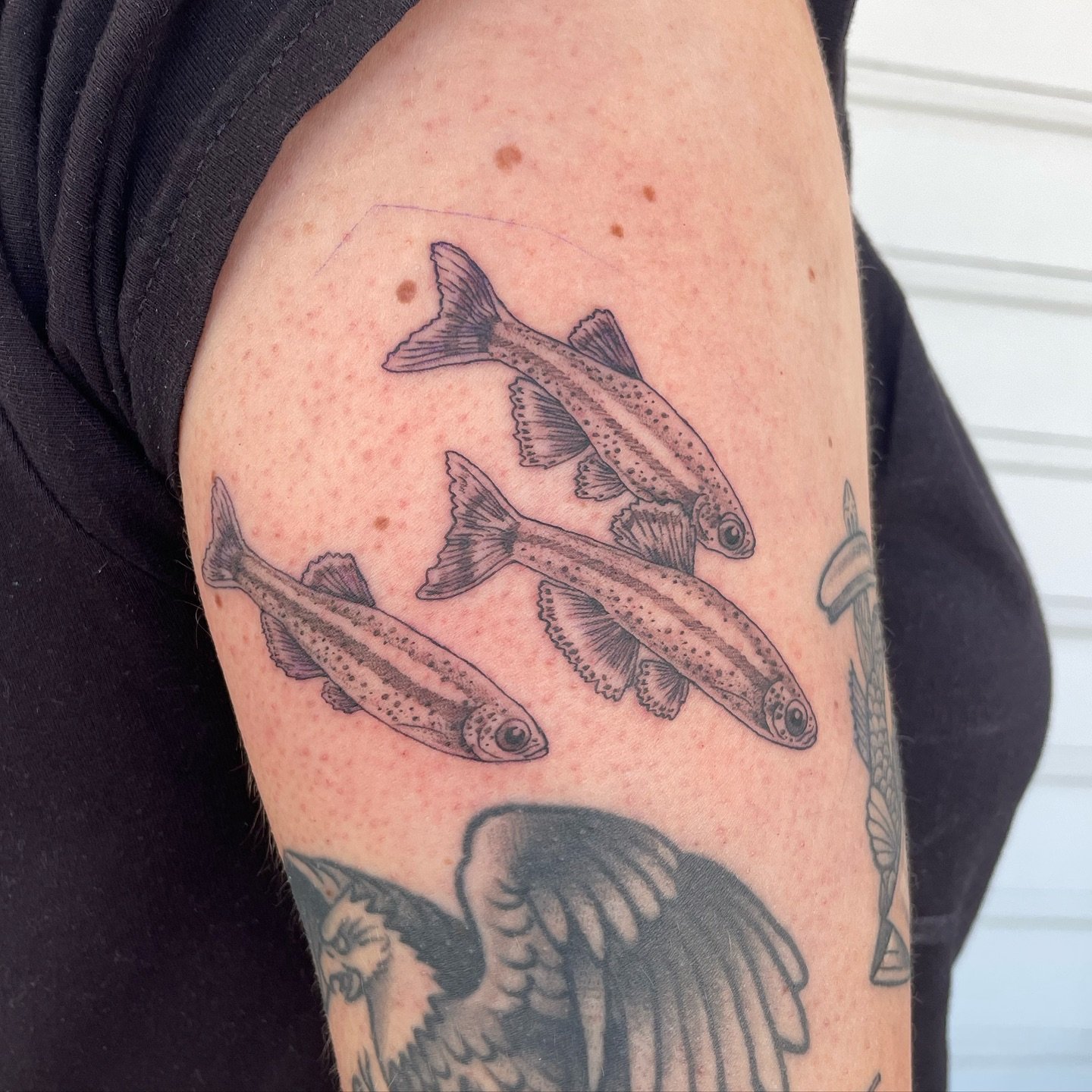 Fish fish fish! Thank you so much @anne_l_cantwell for scooping up this flash piece 🐟🐟🐟 these were based off of white cloud mountain minnows ✨
&bull;
Booking for June and July 
&bull;
&bull;
&bull;
&bull;
&bull;
&bull;
&bull;
&bull;
#fishtattoo #f
