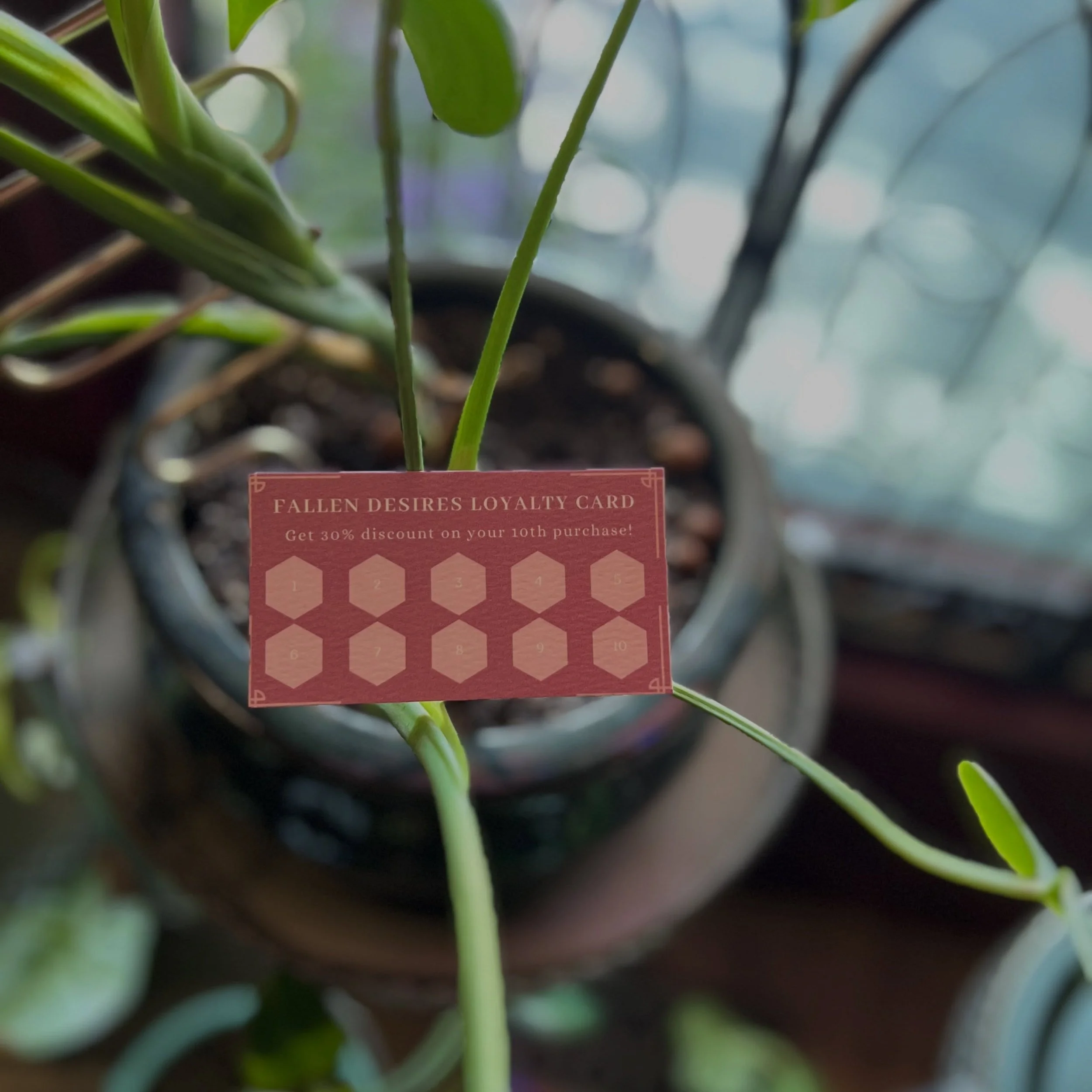 Now introducing 🌟 LOYALTY CARDS 🌟 

On your 10th purchase at the oddities shop you&rsquo;ll receive 30% off!! We can&rsquo;t thank you all enough for your continued support!! As always we&rsquo;re open:
Mondays - Saturdays from 12-6pm

Come on in a