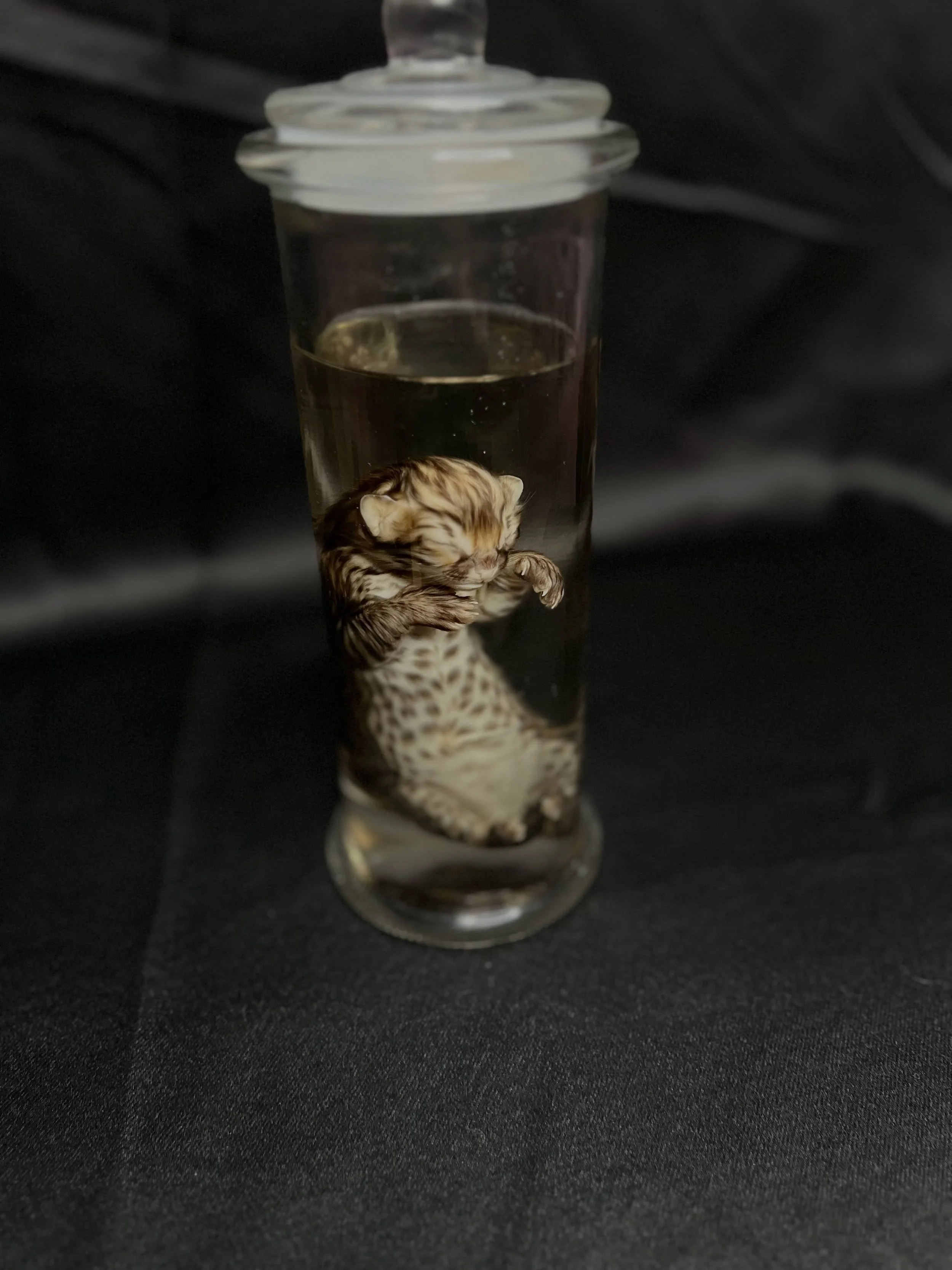 Savannah Cat Wet Specimen available for purchase! 
You can find this in store &amp; coming soon to our online shop! 🌟

The shop is open Mondays - Saturdays from 12 -6pm, head on in and check us out!

#wetspecimen #odditiesandcuriosities #lovelandcol