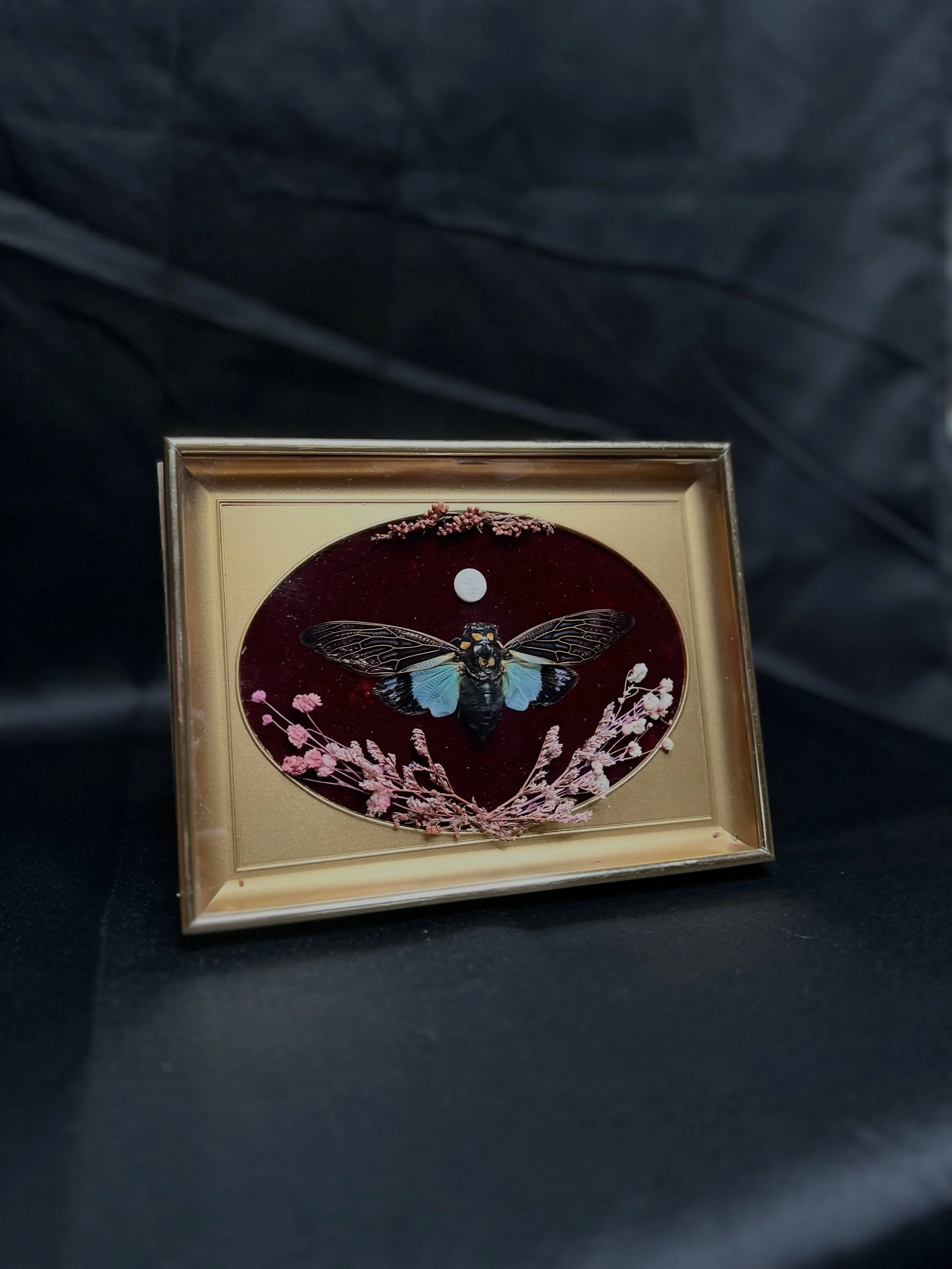 Check out this beautiful Blue Cicada (Tosena Splendida) framed display made by @tattoos.from.mars available for purchase at the shop!

We are open Mondays - Saturdays from 12 - 6pm, head on in and check the store out! ✨

#bluecicada #odditiesandcurio
